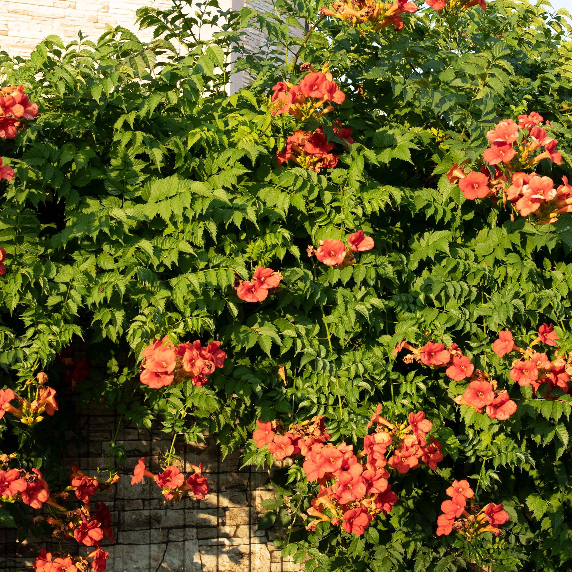 Campsis radicans 'Madame Galen' – Κληματαριά Trumpet, πορτοκαλί άνθη, 2 φυτά, γλάστρα 11 cm, ύψος 40 cm
