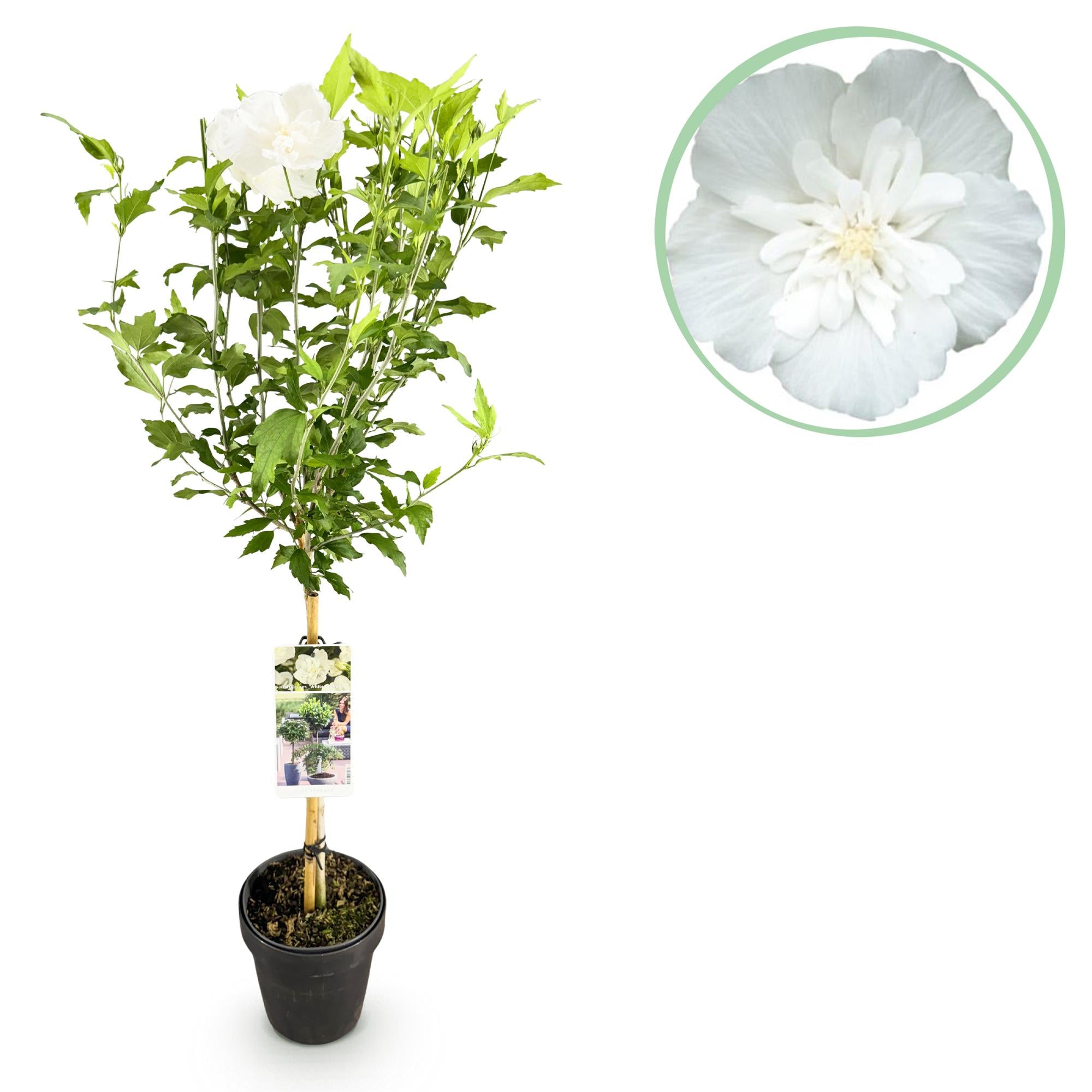Hibiskus-Stammpflanze ‘White Chiffon’® – winterhart, weiße Blüte, 19 cm Topf, 90 cm