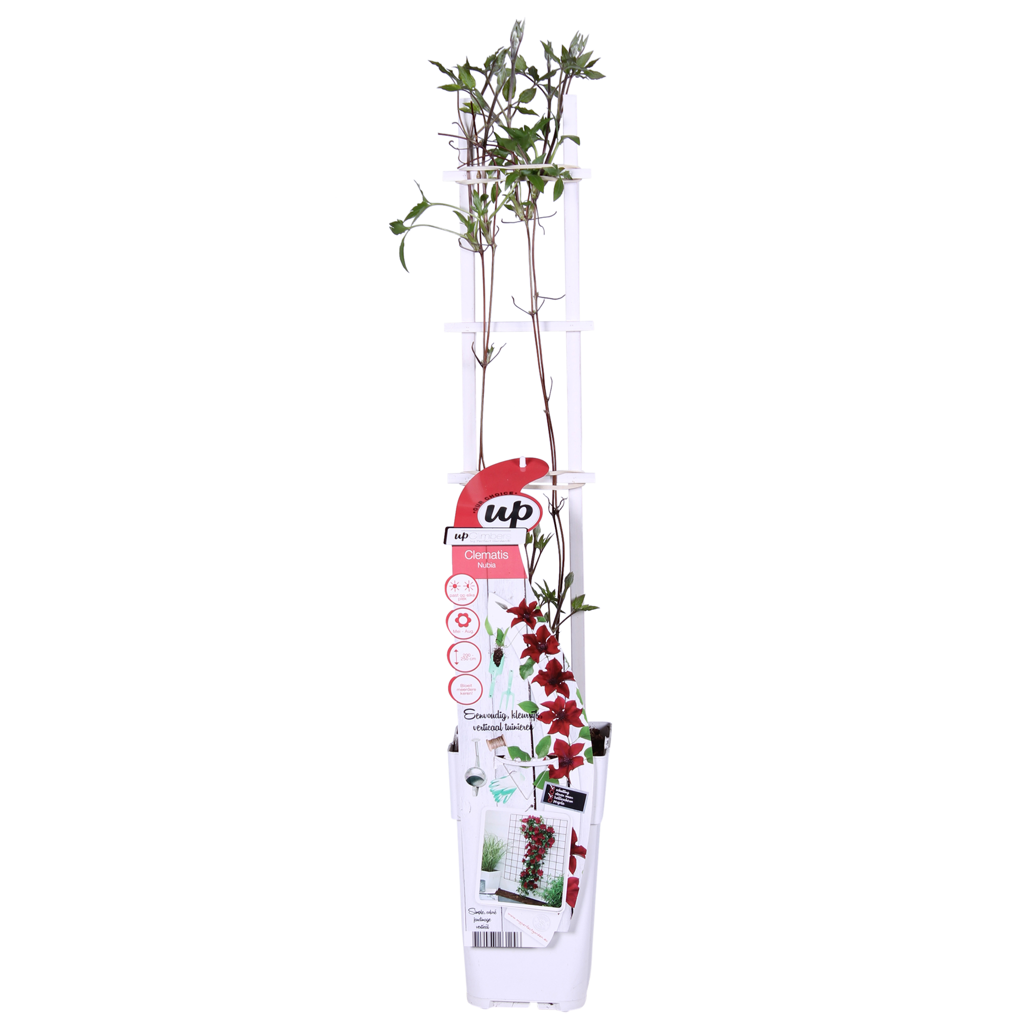 Clematis ‘Nubia’ (Evison-Serie) – rotblühende Clematis, Ø15 cm, 65 cm hoch