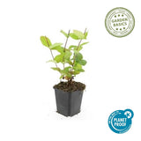 Třezalka tečkovaná 'Beauty' – okrasný keř v květináči o průměru 9 cm, vysoký 10–25 cm