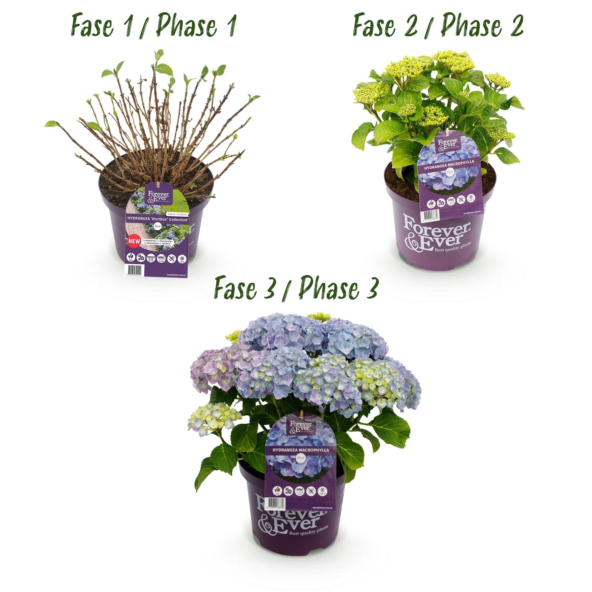 Hydrangea ‘Forever & Ever’ Blue – Hortensie, 7–12 Blüten – 23 cm Topf, 55 cm hoch