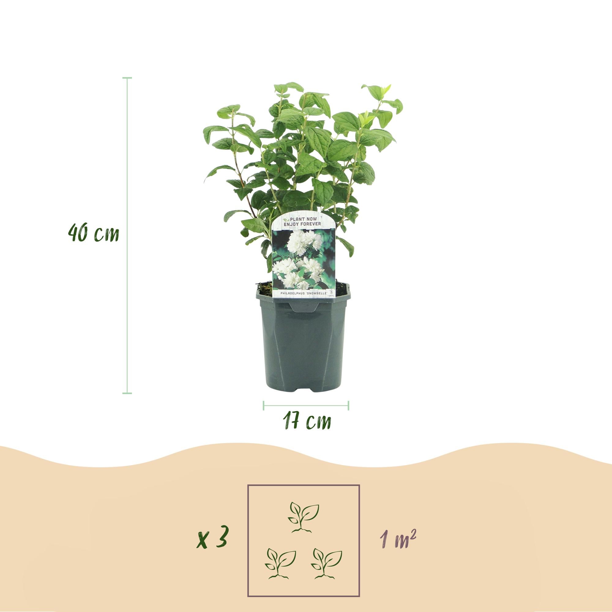 Bauernjasmin ‘Snowbelle’ – laubabwerfend, weiße Blüten, 17-cm-Topf, 45 cm