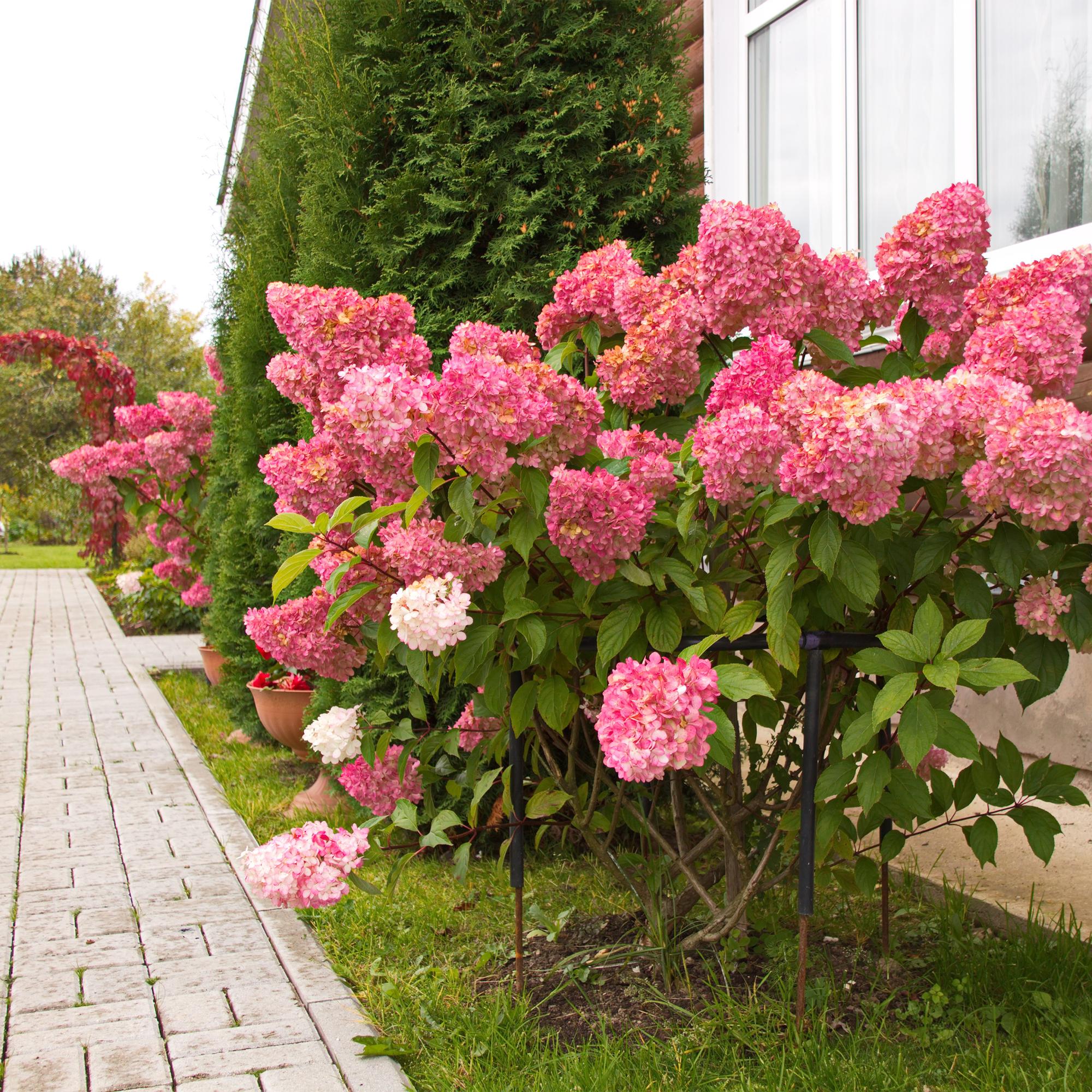 Panikelhortensia 'Vanille Fraise' – lövfällande, stora vitrosa blommor, 17 cm kruka, 50 cm hög