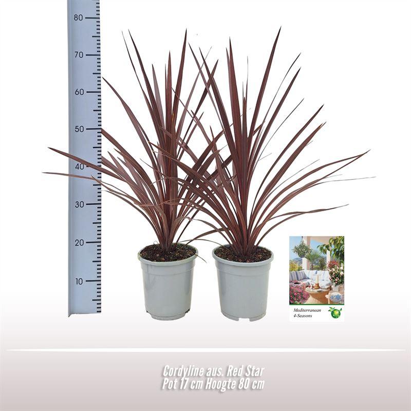 Cordyline australis ‘Red Star’ – 1 Stück, 17 cm Topf, Höhe ca. 80 cm