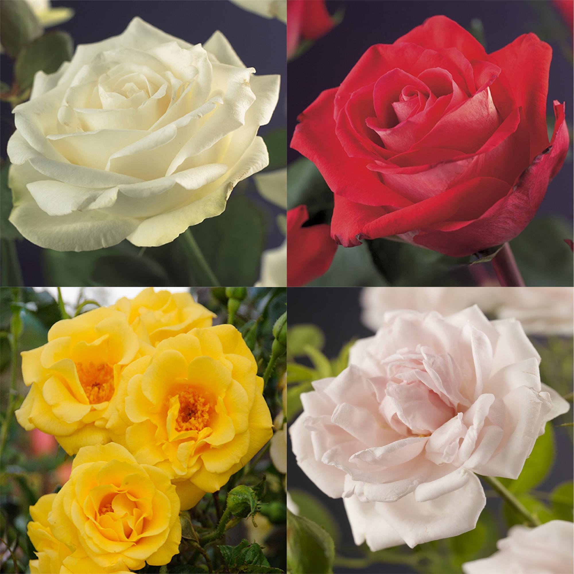 ’Rosa Rainbow’ Kletterrose – mehrfarbige Blüten in Rosa, Weiß, Gelb und Rot, 4 Pflanzen im 11 cm Topf