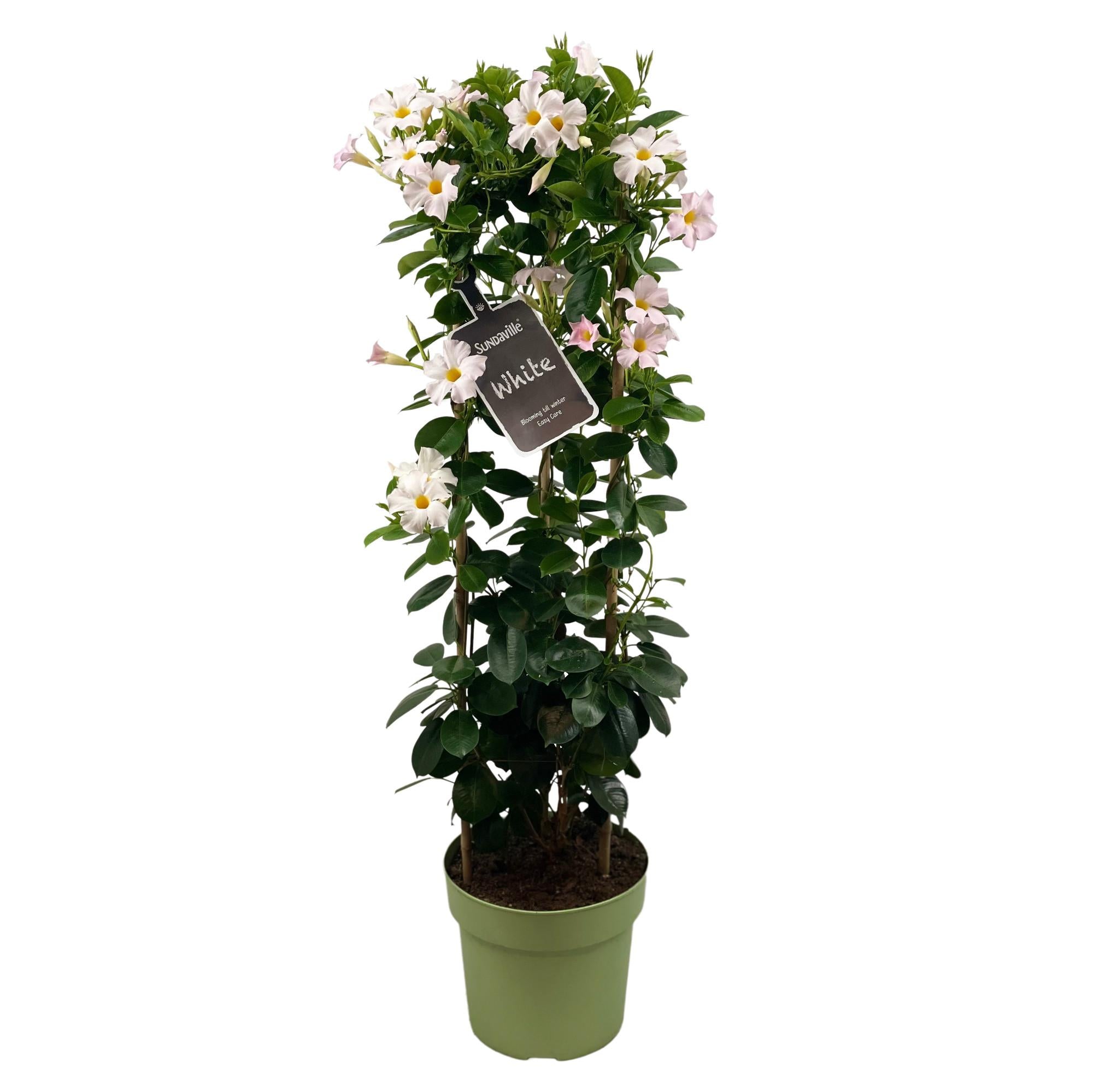 Dipladenia „Sundaville White“ (Mandevilla) – 55–95 cm