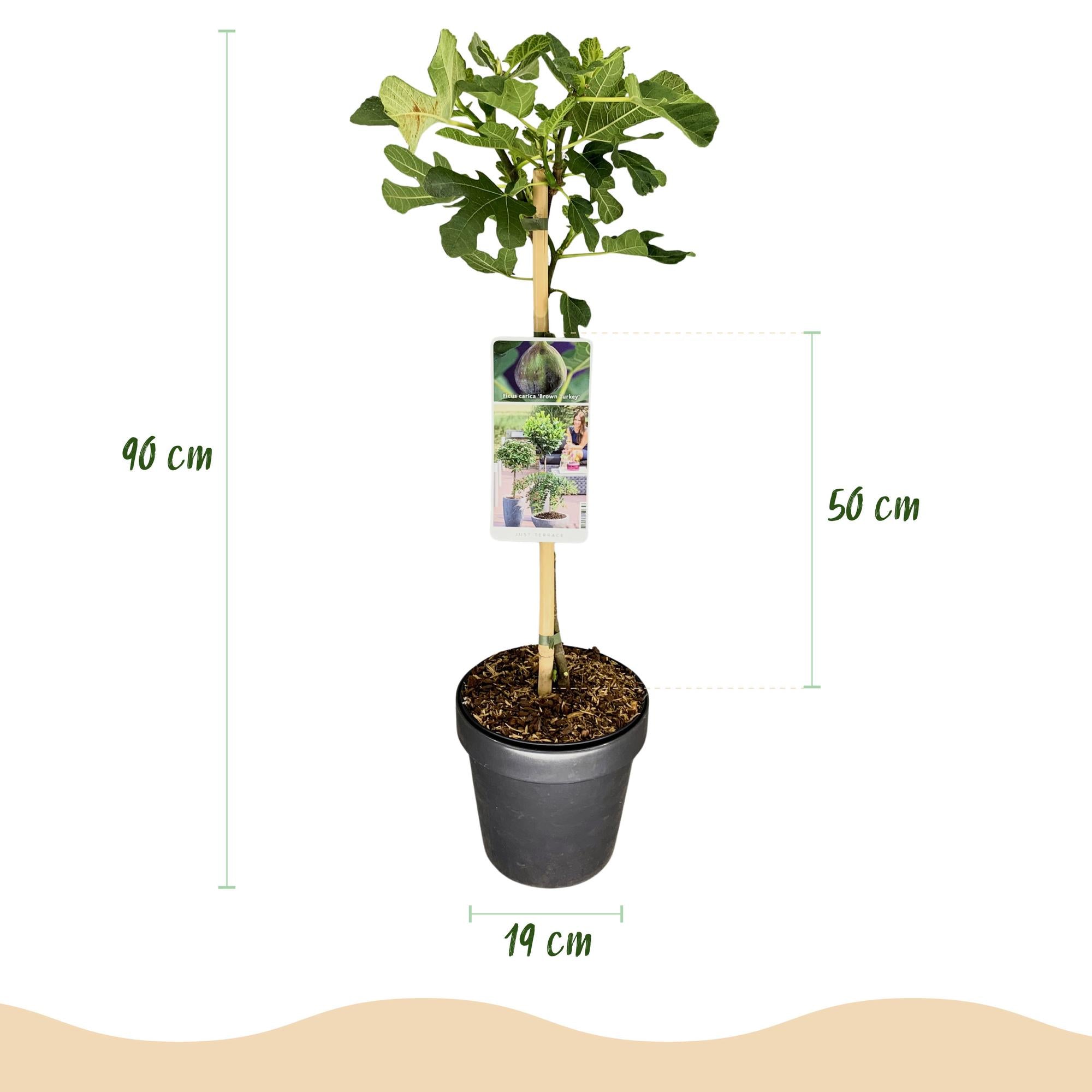 Fikonträd ‘Brun kalkon’ (Ficus carica) – 19–90 cm