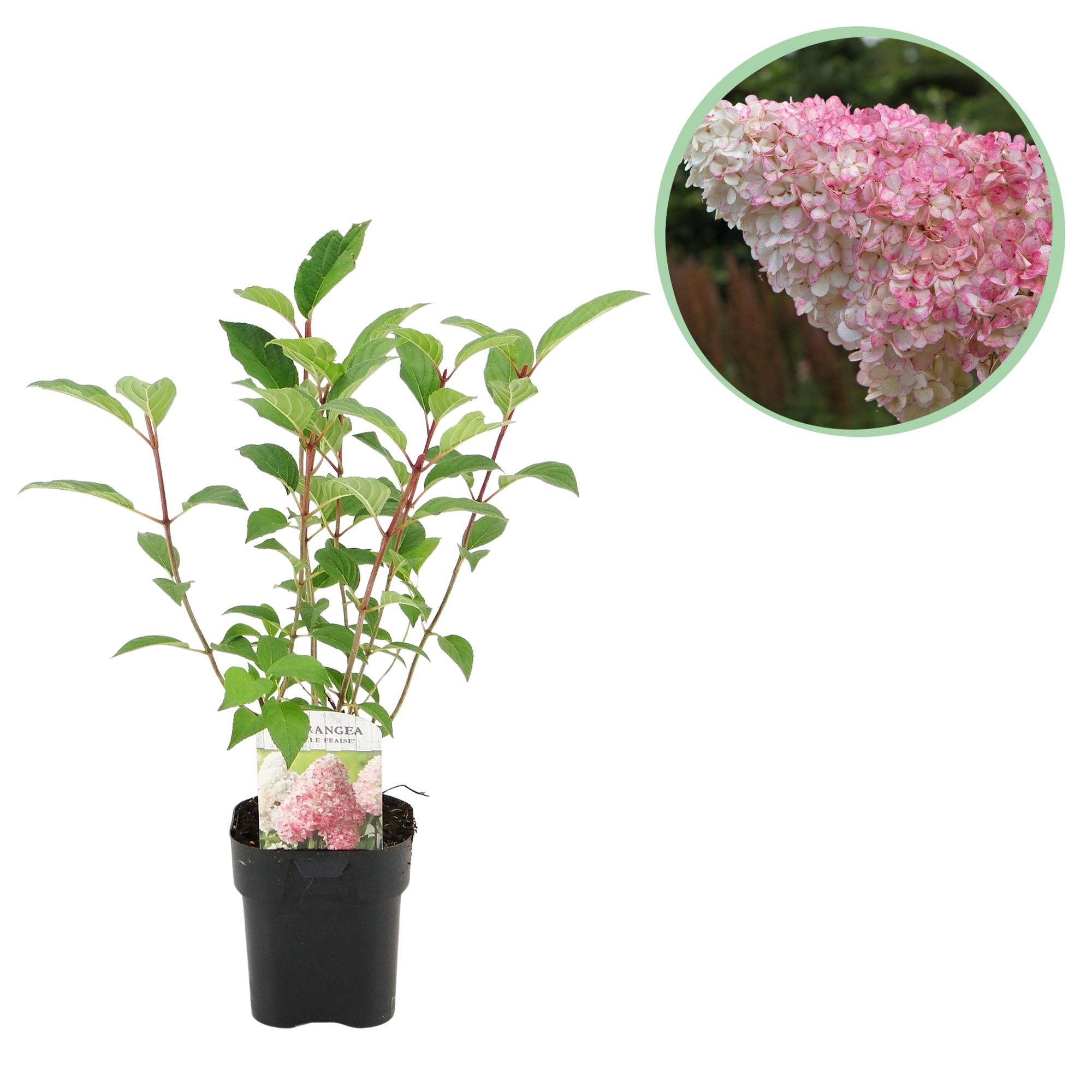 Panikelhortensia 'Vanille Fraise' – lövfällande, stora vitrosa blommor, 17 cm kruka, 50 cm hög