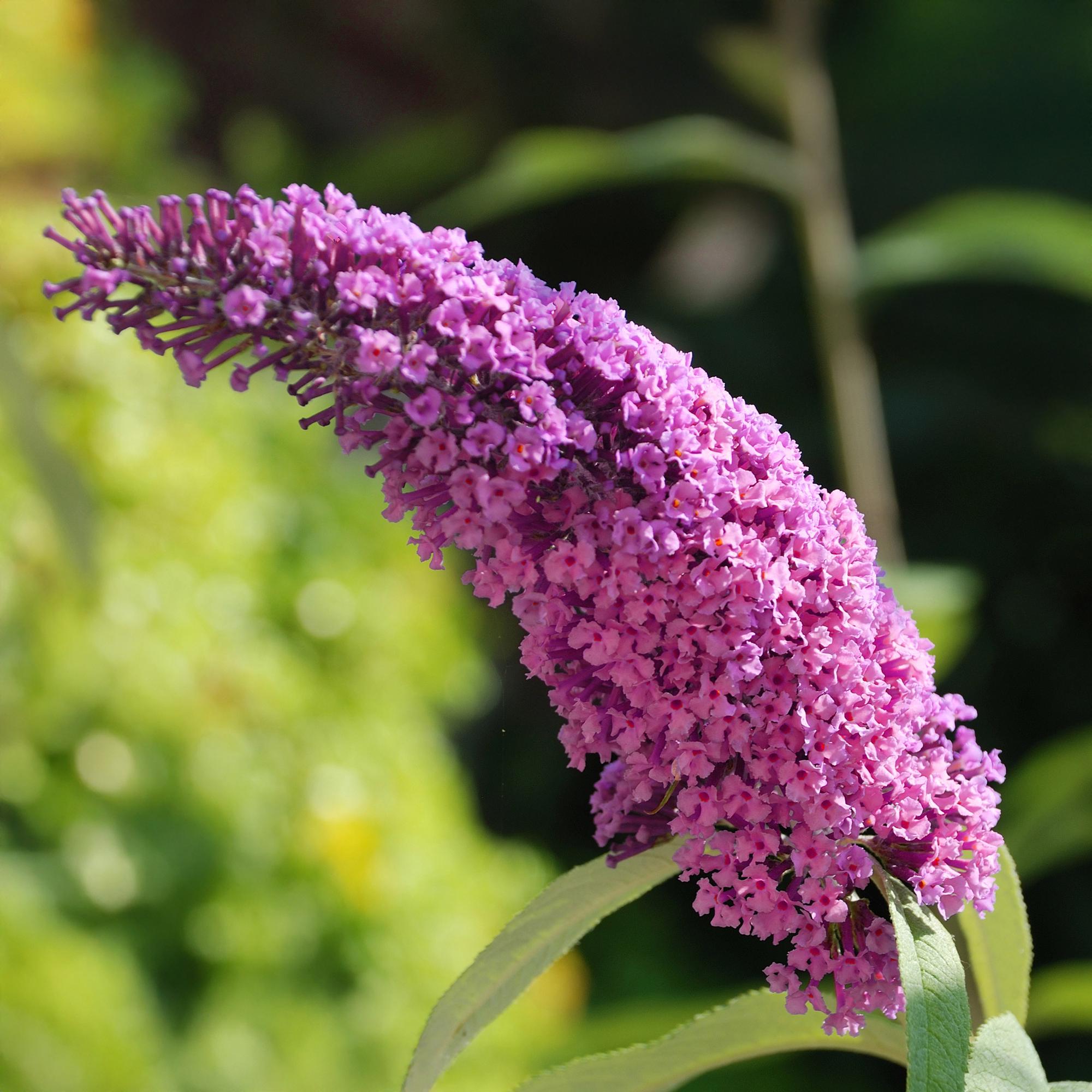 Buddleja davidii ‘Pink Delight’ – Schmetterlingsstrauch, laubabwerfend, 17 cm Topf, 25 cm