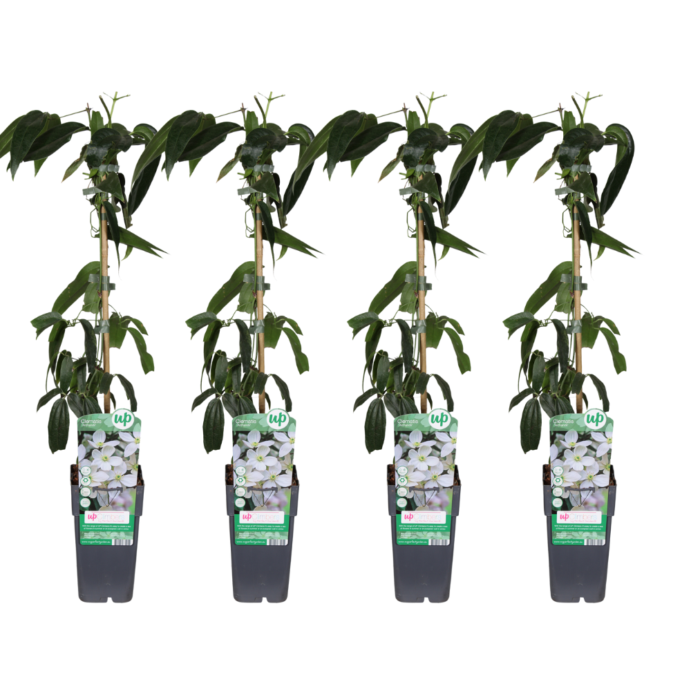 Clematis armandii – evergreen white climbing plant, 15 cm pot, 65 cm height