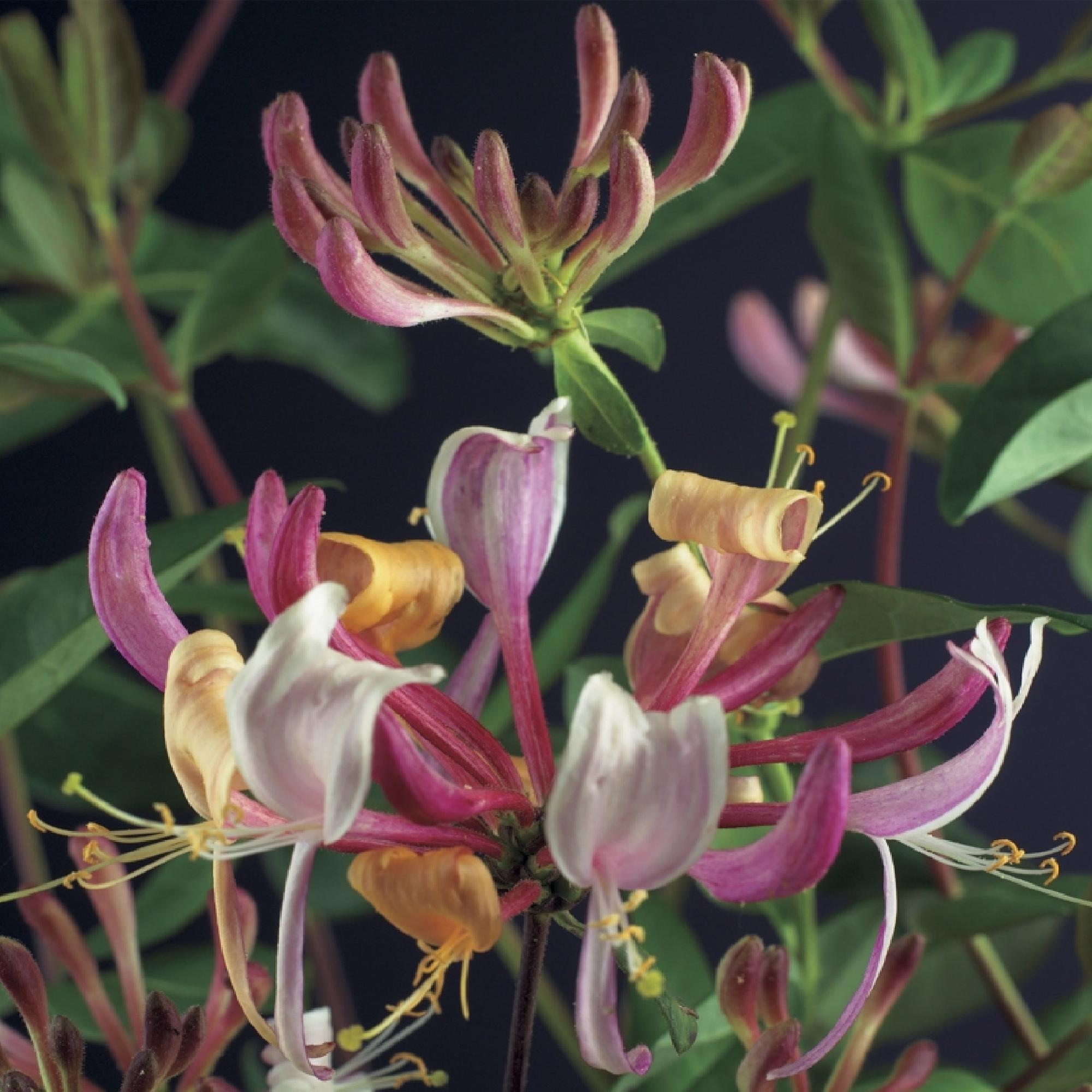 Madreselva 'Serotina' – planta trepadora de hoja perenne, 2 plantas, maceta de 11 cm, 40 cm