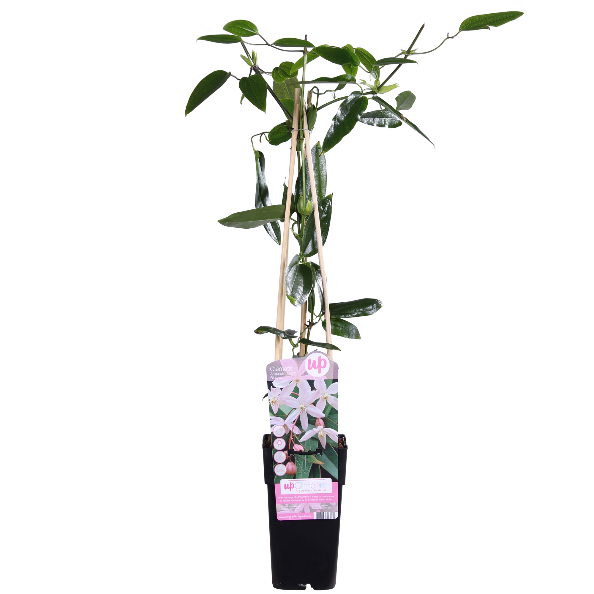 Clematis armandii 'Apple Blossom' – vintergrön, ljusrosa klätterväxt, 15 cm kruka, 65 cm höjd