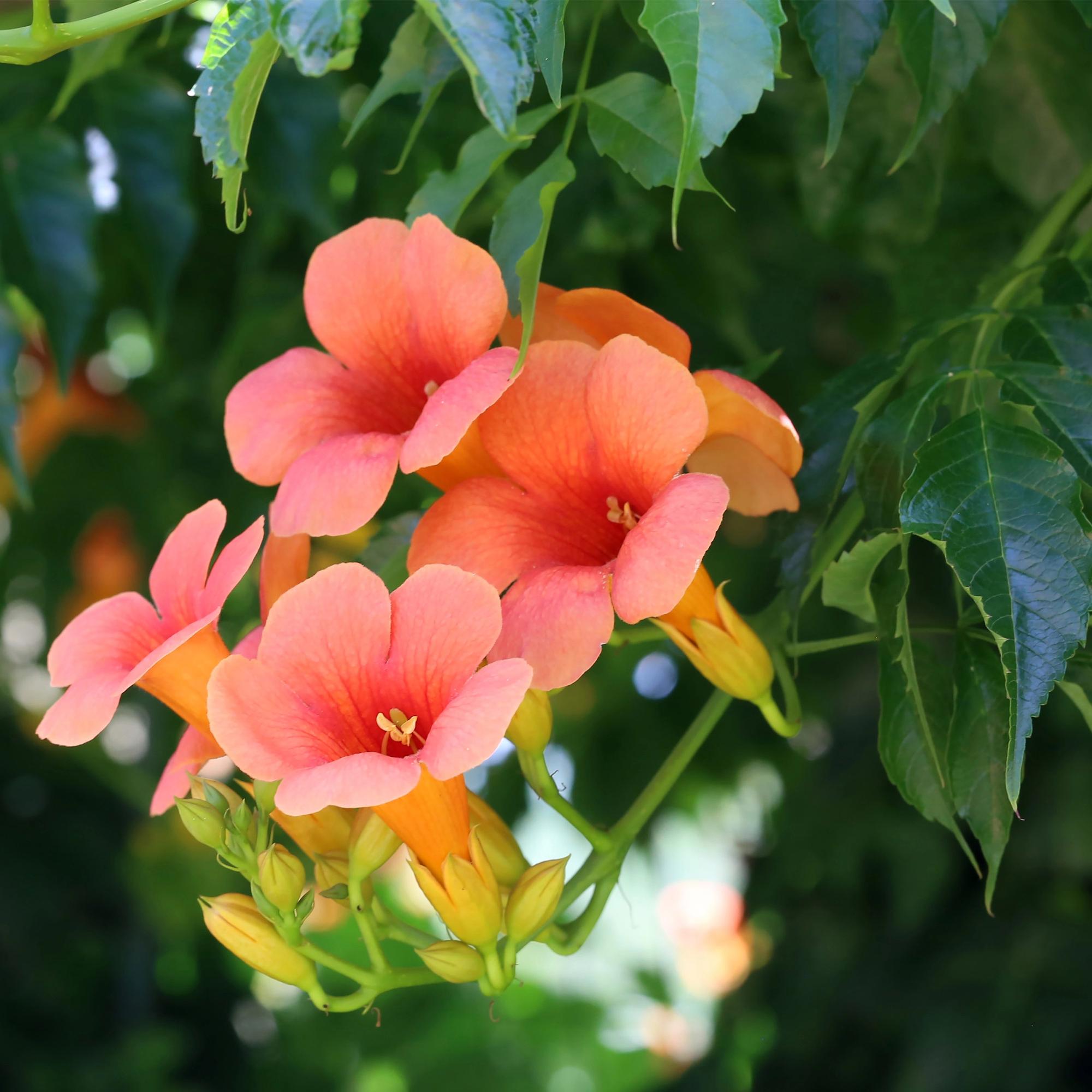 Campsis radicans 'Madame Galen' – Κληματαριά Trumpet, πορτοκαλί άνθη, 2 φυτά, γλάστρα 11 cm, ύψος 40 cm