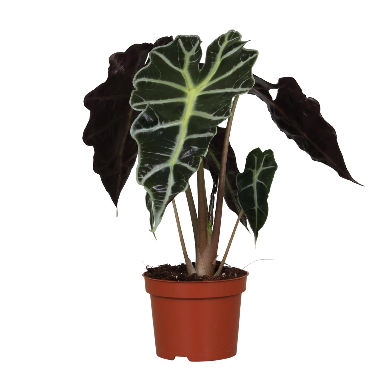 Alocasia amazonica 'Polly' – Sloní ucho - květináč 12 cm, výška 30 cm