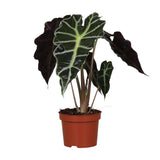 Alocasia Amazonica ‘Polly’ – Elefantenohr - 12 cm Topf, 30 cm hoch