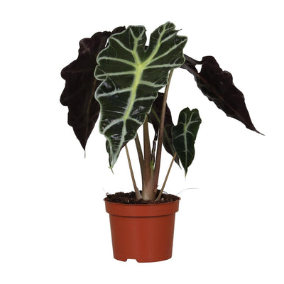 Alocasia amazonica 'Polly' – Orecchio di elefante - vaso da 12 cm, altezza 30 cm