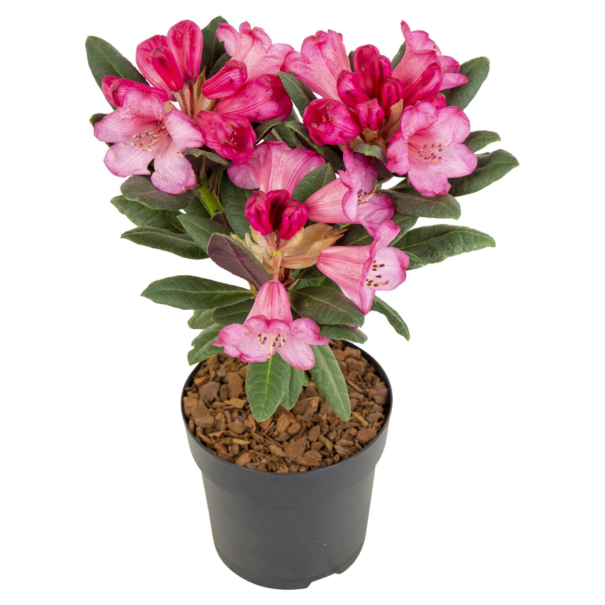 Rhododendron 'Wine & Roses' – vintergrön, 13 cm kruka, 20 cm hög