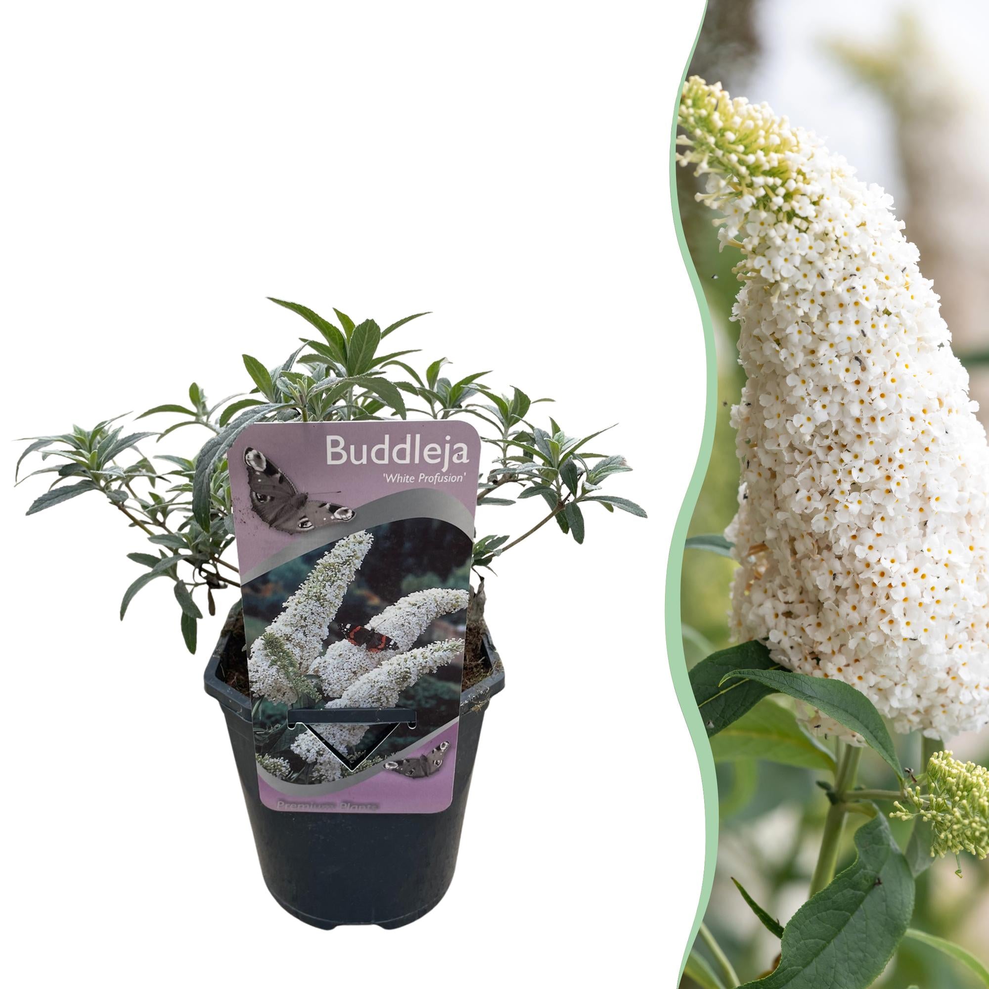 Fjärilsbuske 'White Profusion' – 1 planta, vitblommande, 17 cm kruka, 25 cm hög