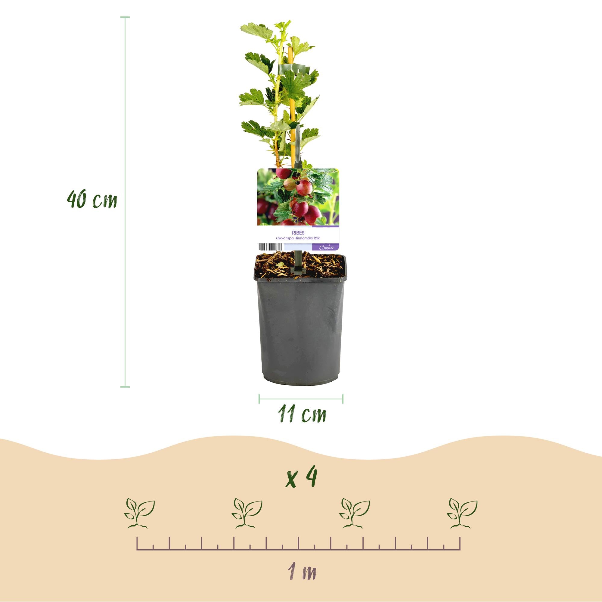 Röd krusbär ”Hinnomäki Röd” – 2 plantor i en 11 cm kruka (ca 40 cm)
