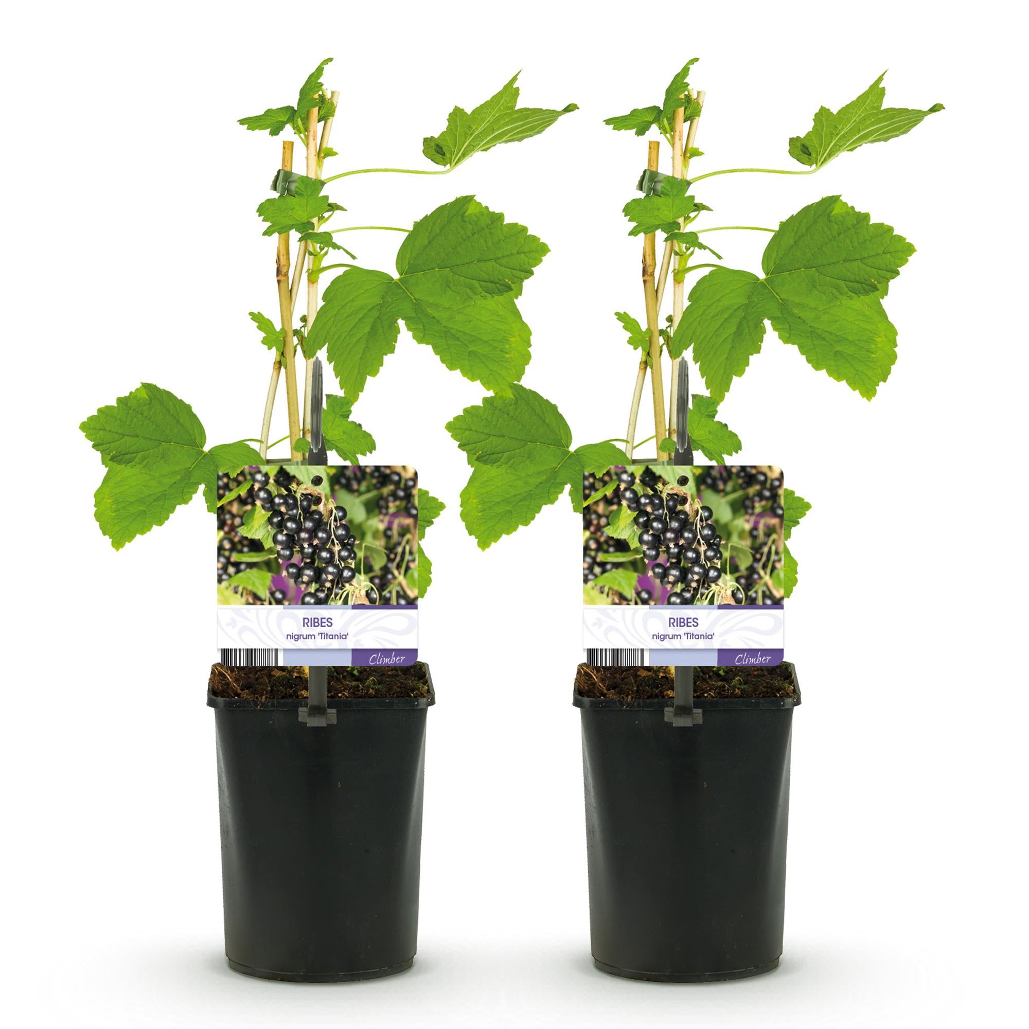 Ribes nero “Titania” – 2 piante, alte circa 40 cm, vaso da 11 cm