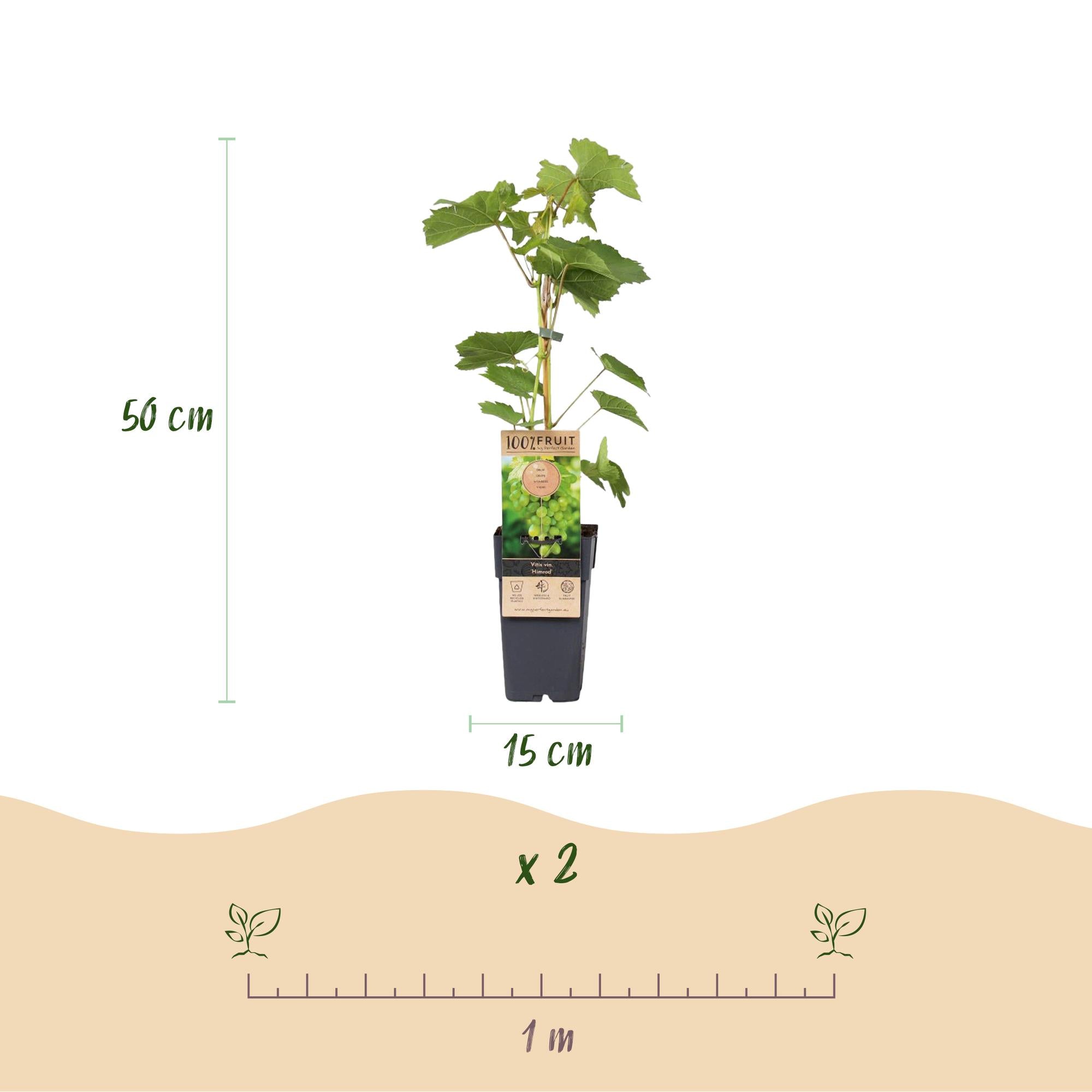 Vitis vinifera 'Himrod' – kärnfri vit bordsdruva, 2 plantor, 15 cm kruka, 50 cm höjd