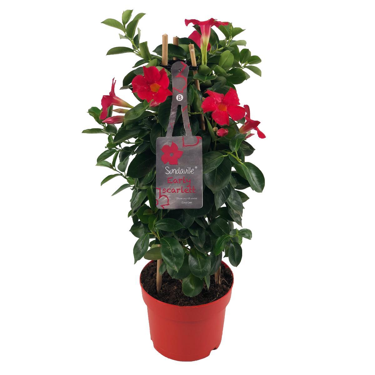 Mandevilla (Dipladenia) ‚Sundaville Early Scarlet‘ – Ø17 cm, Höhe ca. 55 cm