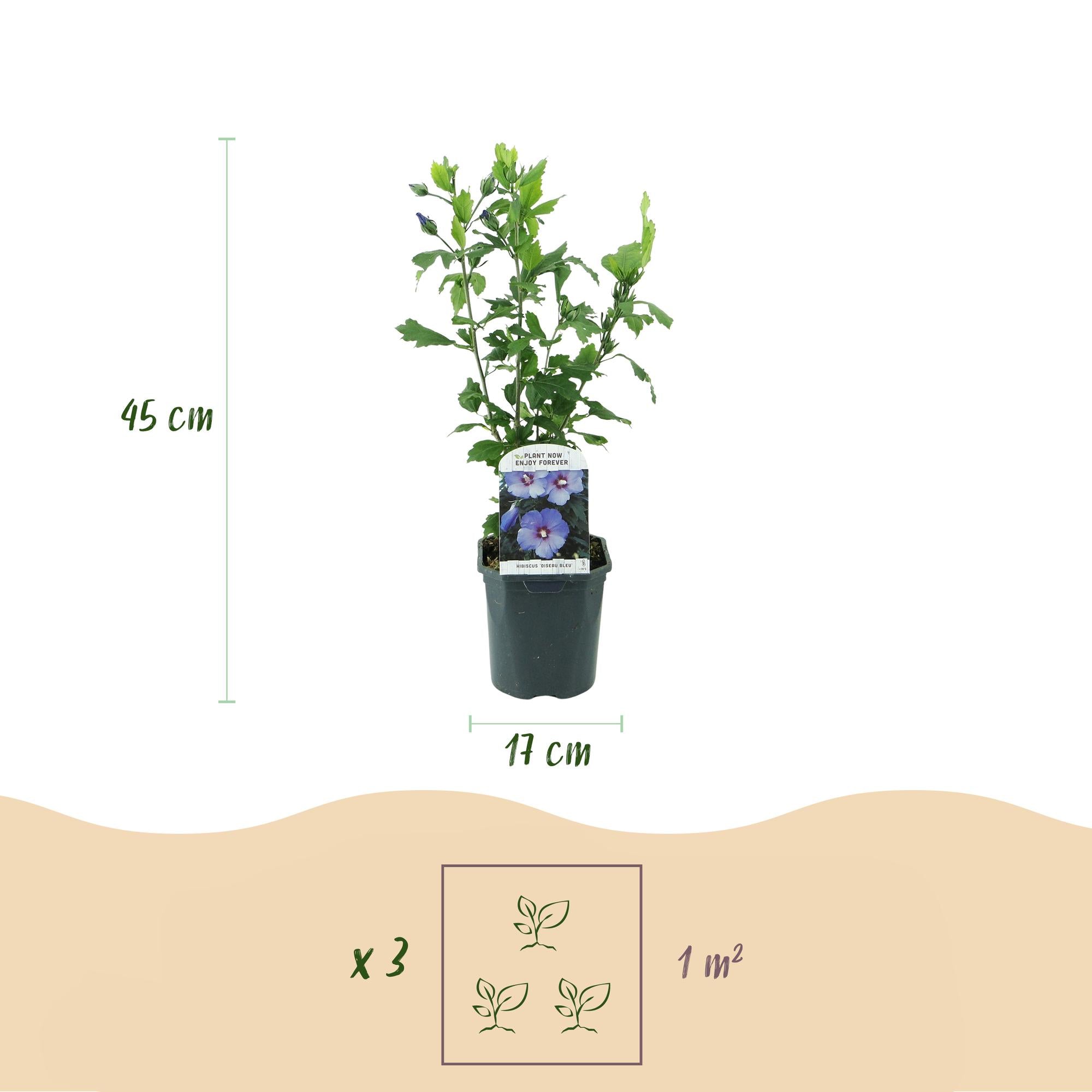 Trädgårdshibiskus 'Oiseau Blue' – blå blommor, 1 planta, 17 cm kruka, 45 cm hög