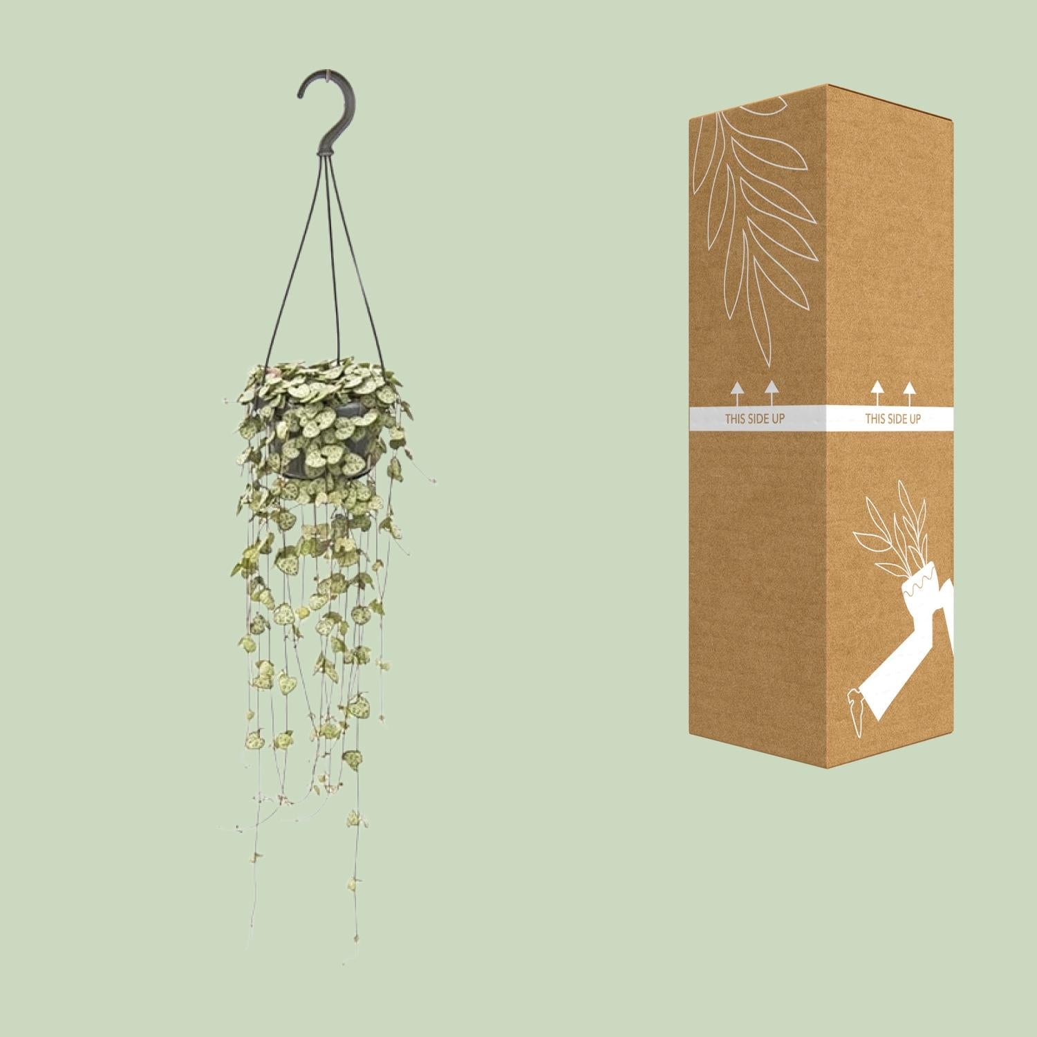 Ceropegia woodii – lucerna – květináč 14 cm, výška 50 cm