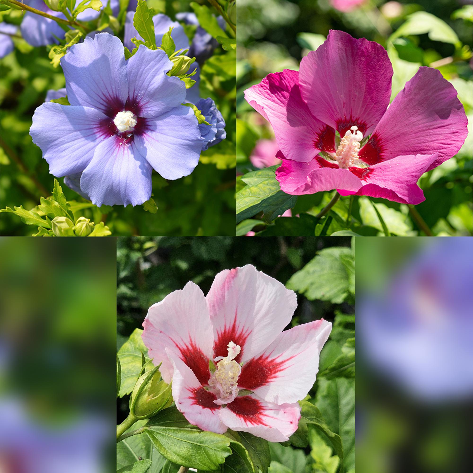 Hibiscus syriacus 'Tricolour' – standardträd för uteplats och trädgård, 19 cm kruka, 90 cm höjd