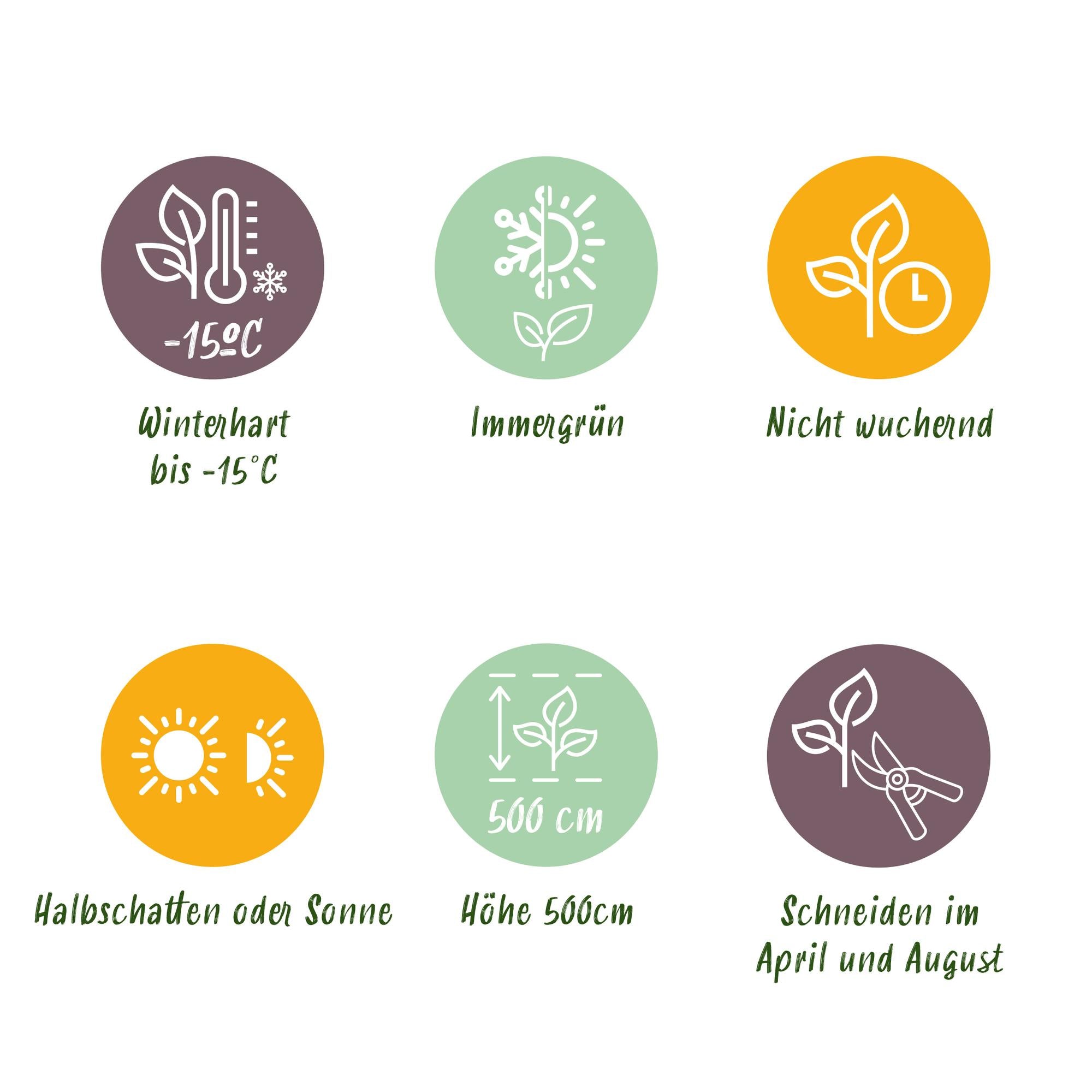 Prunus Lusitanica ‘Angustifolia’ – Portugiesische Lorbeerkirsche