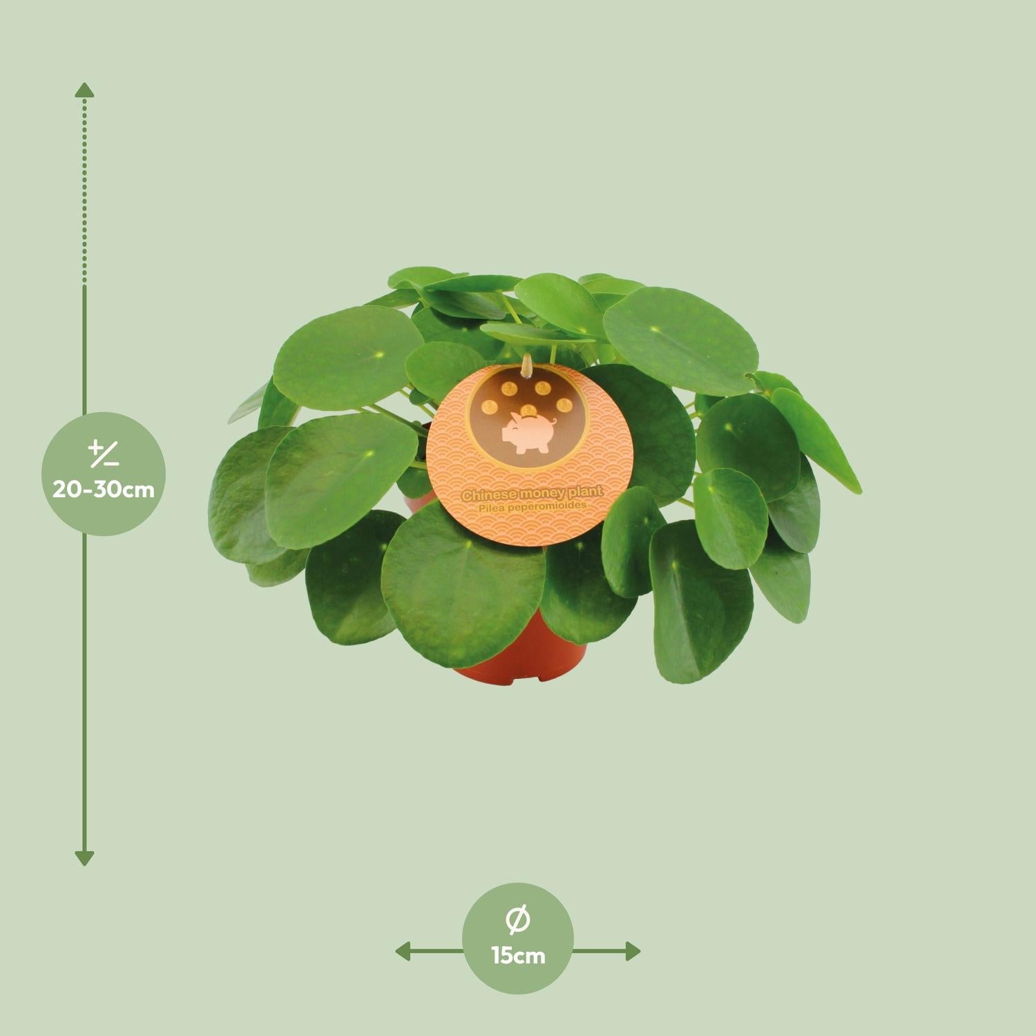 Pilea Peperomioides – Chinese Money Tree - 15-30 cm