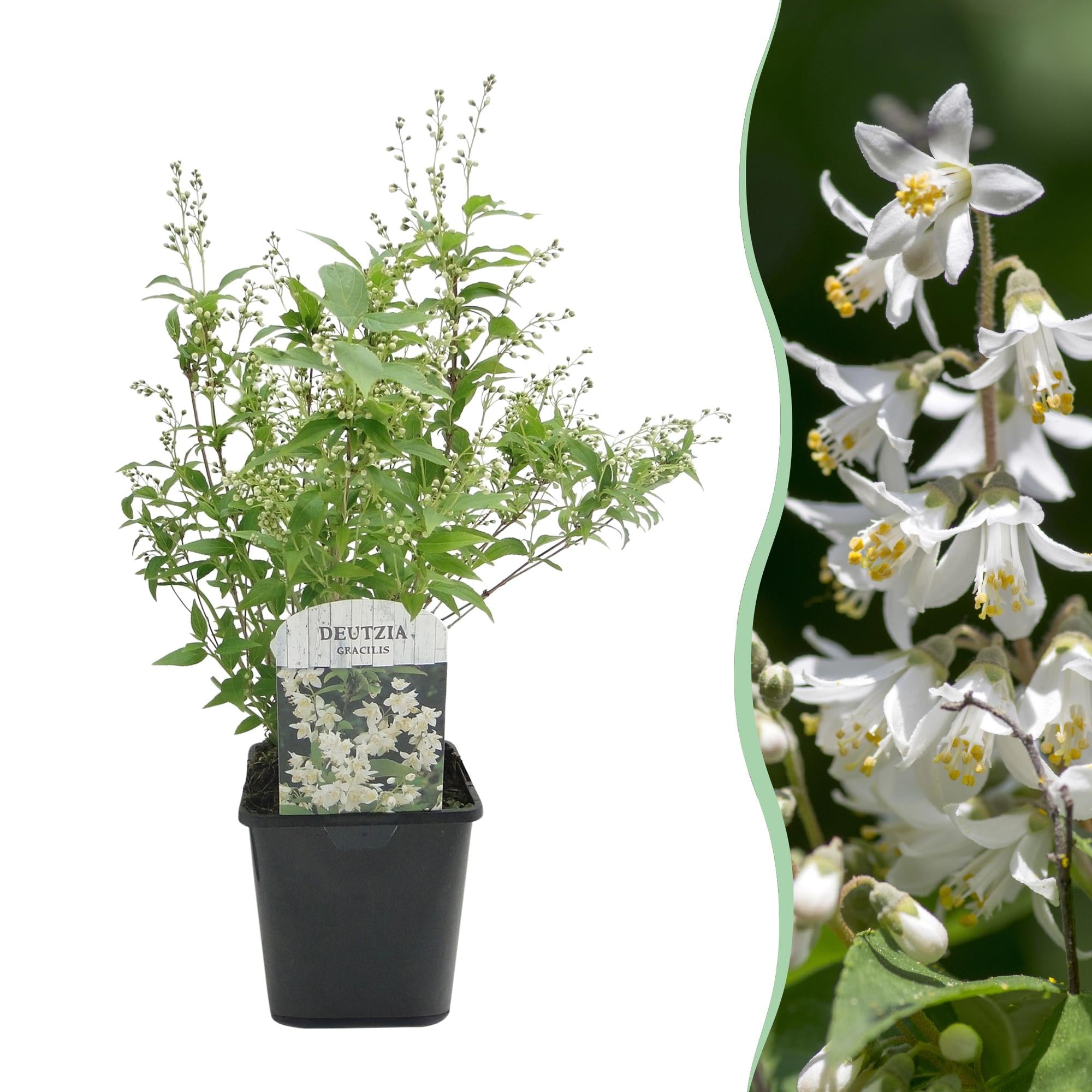 Majblomma (Deutzia gracilis) – vitblommande, lövfällande, 17 cm kruka, 45 cm höjd