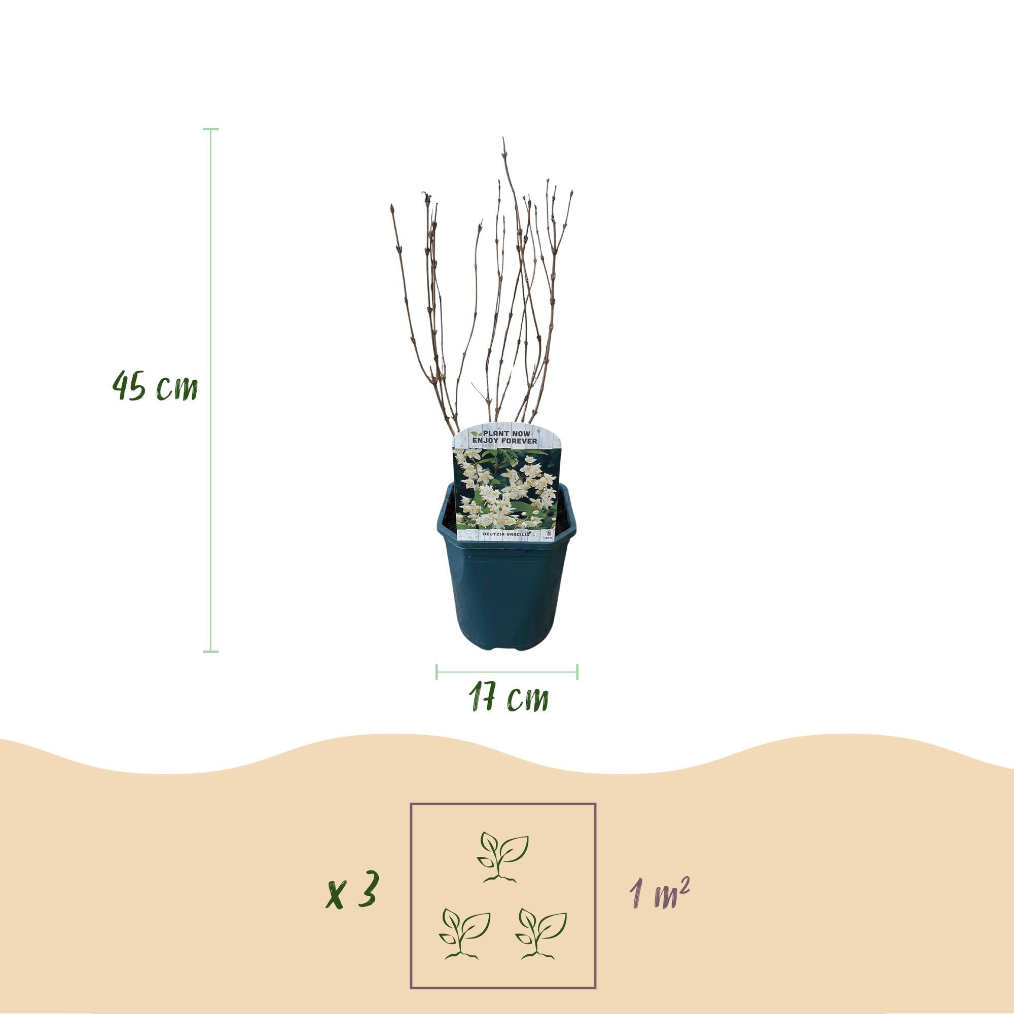 Majblomma (Deutzia gracilis) – vitblommande, lövfällande, 17 cm kruka, 45 cm höjd