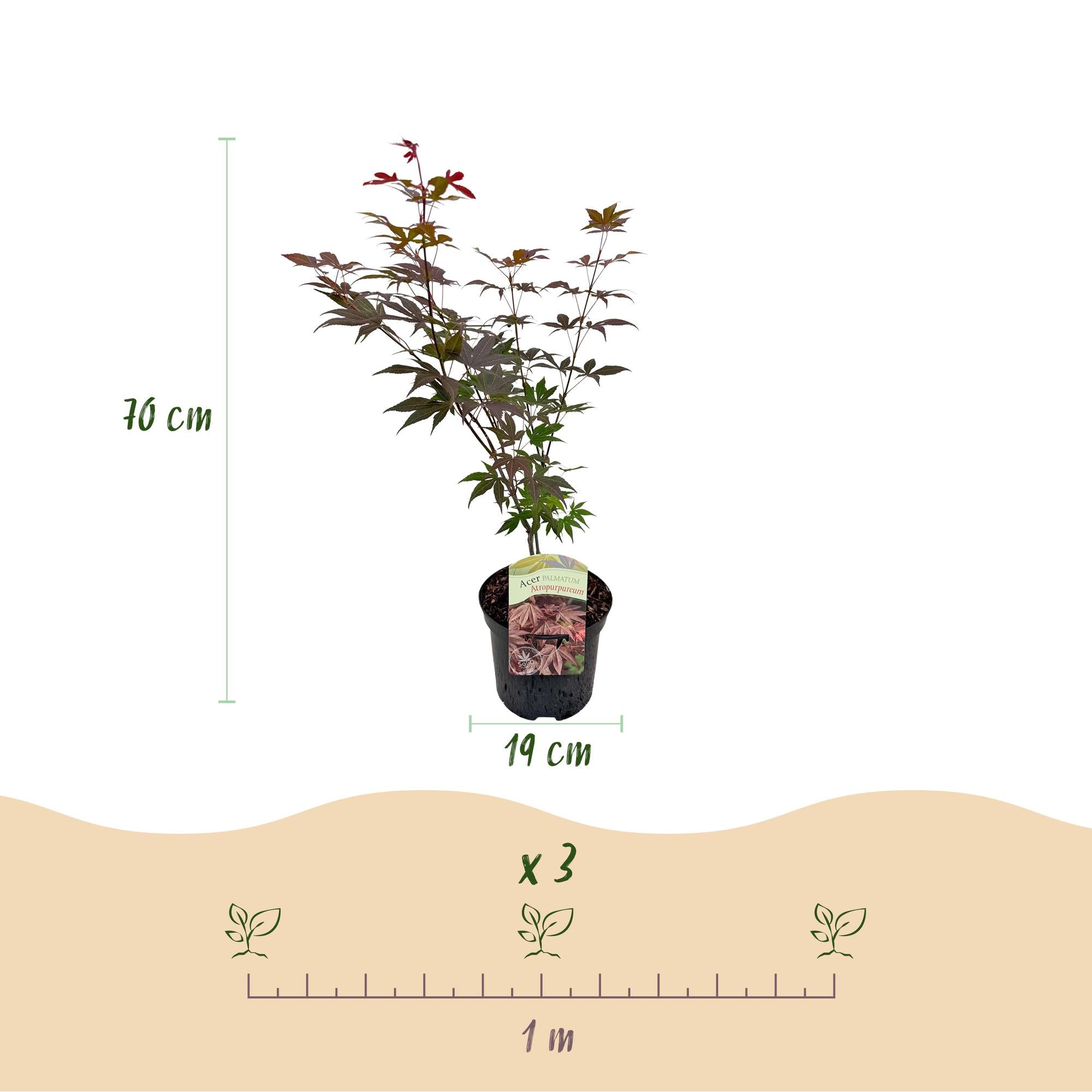 Javor japonský – odrůda 'Atropurpureum', fialový, opadavý, květináč 19 cm, výška 70 cm