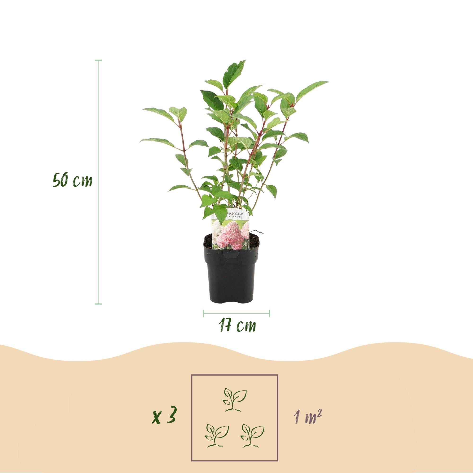 Panikelhortensia 'Vanille Fraise' – lövfällande, stora vitrosa blommor, 17 cm kruka, 50 cm hög
