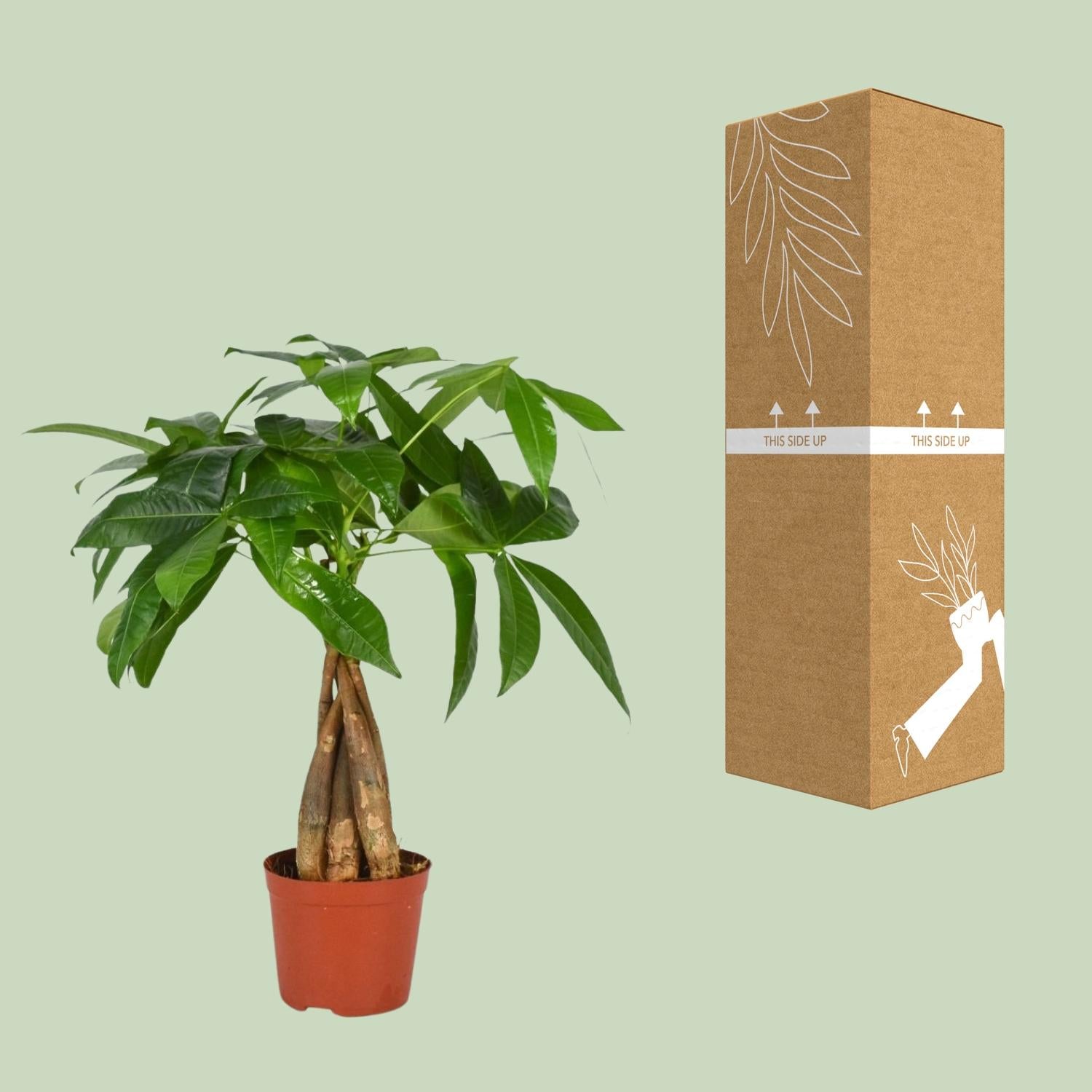 Pachira Aquatica – Glückskastanie - 35-120 cm