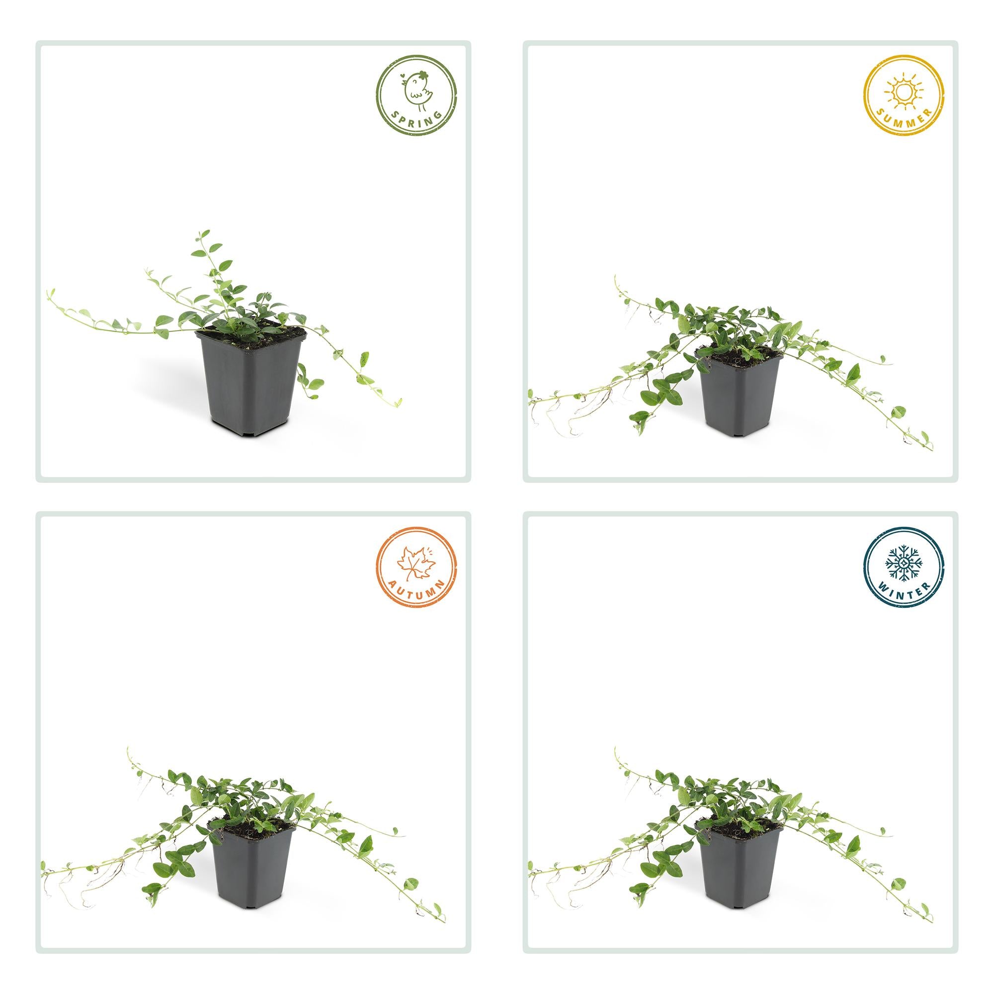 Vinca minor ‘Alba’ – weiß blühende Bodendeckerpflanze, 9 cm Topf, 10–25 cm Höhe