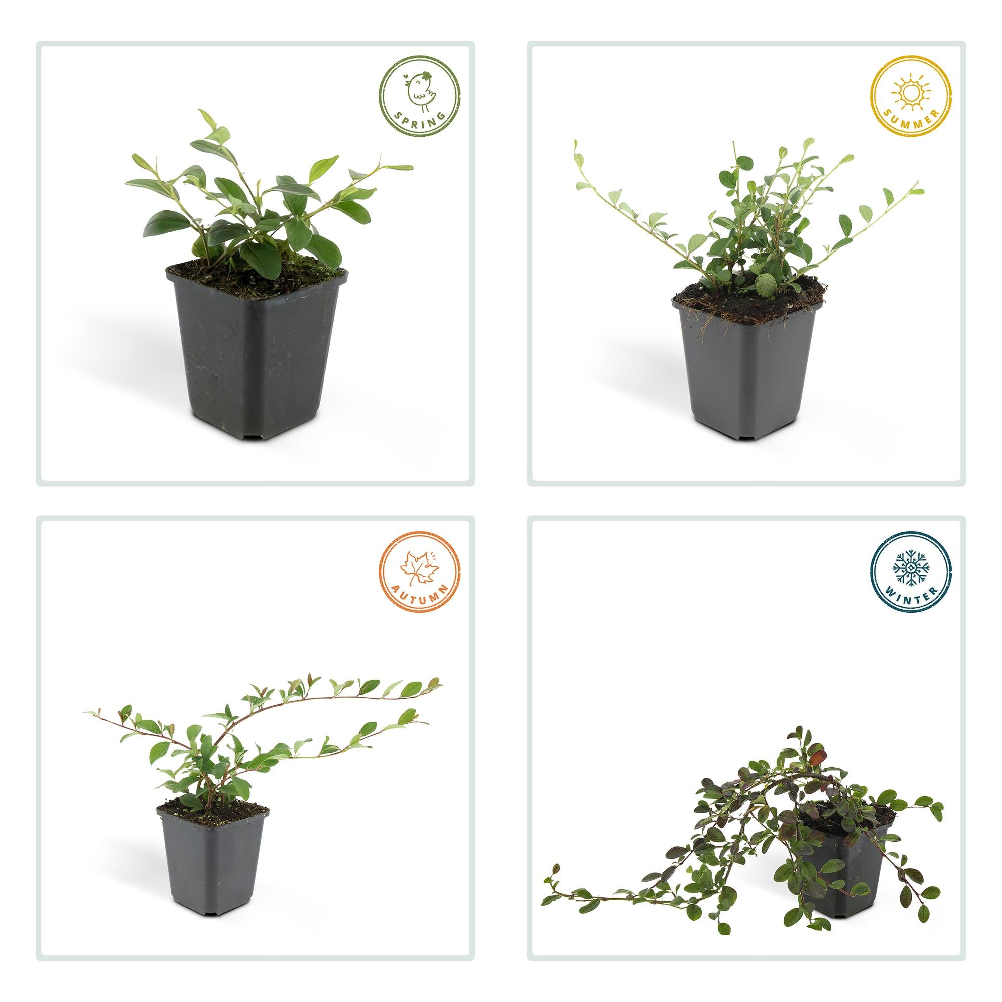 Cotoneaster dammeri – niedrig wachsend, 9 cm Topf, 10–25 cm Höhe