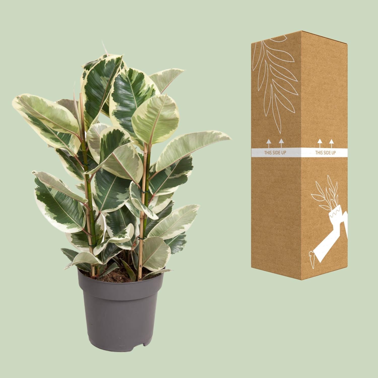 Ficus elastica 'Tineke' – 50–100 cm