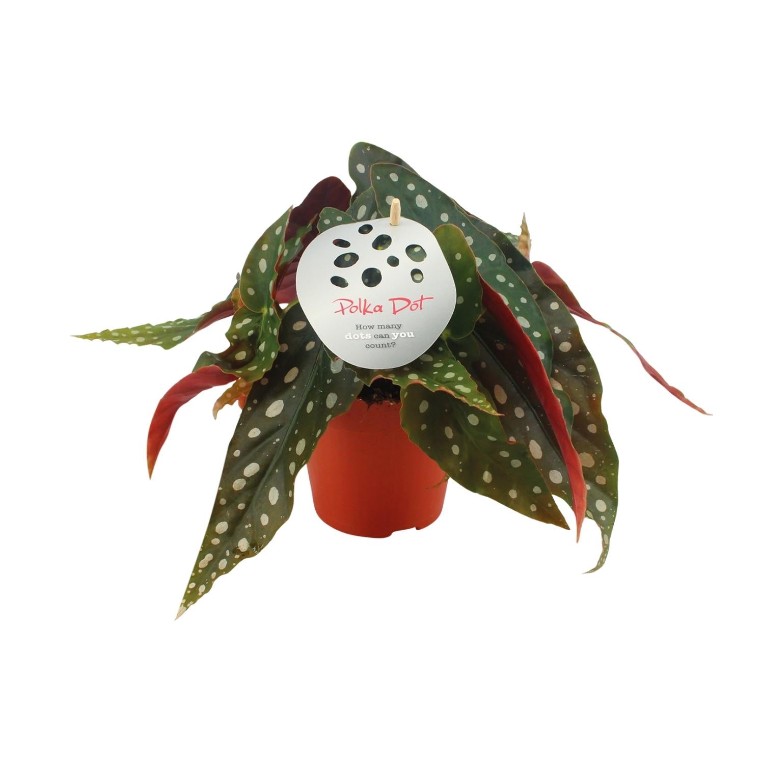 Begonia Maculata – Trout Begonia - 12 cm pot, 20 cm high