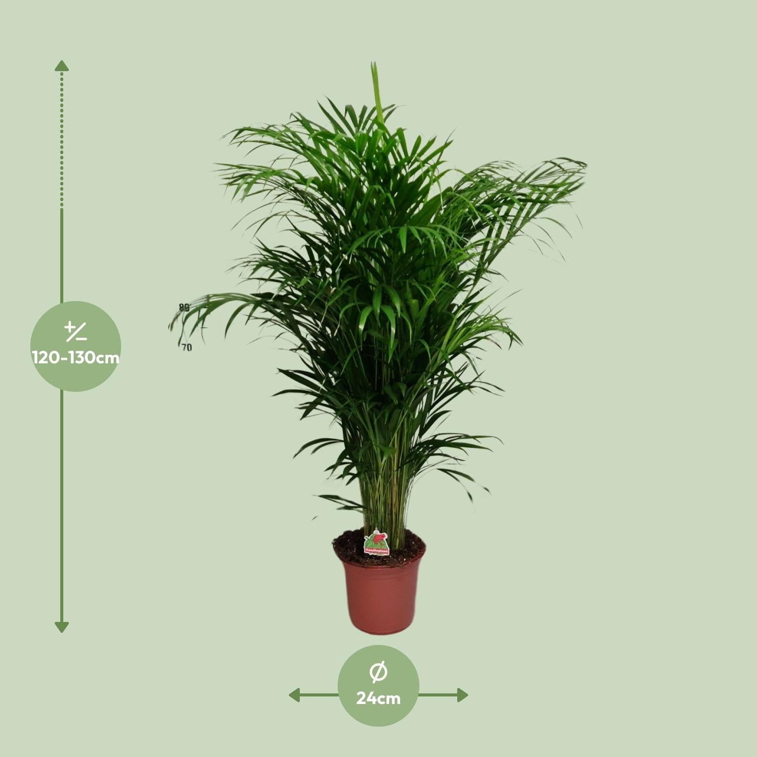 Dypsis Lutescens – Areca palmová - 40-125 cm