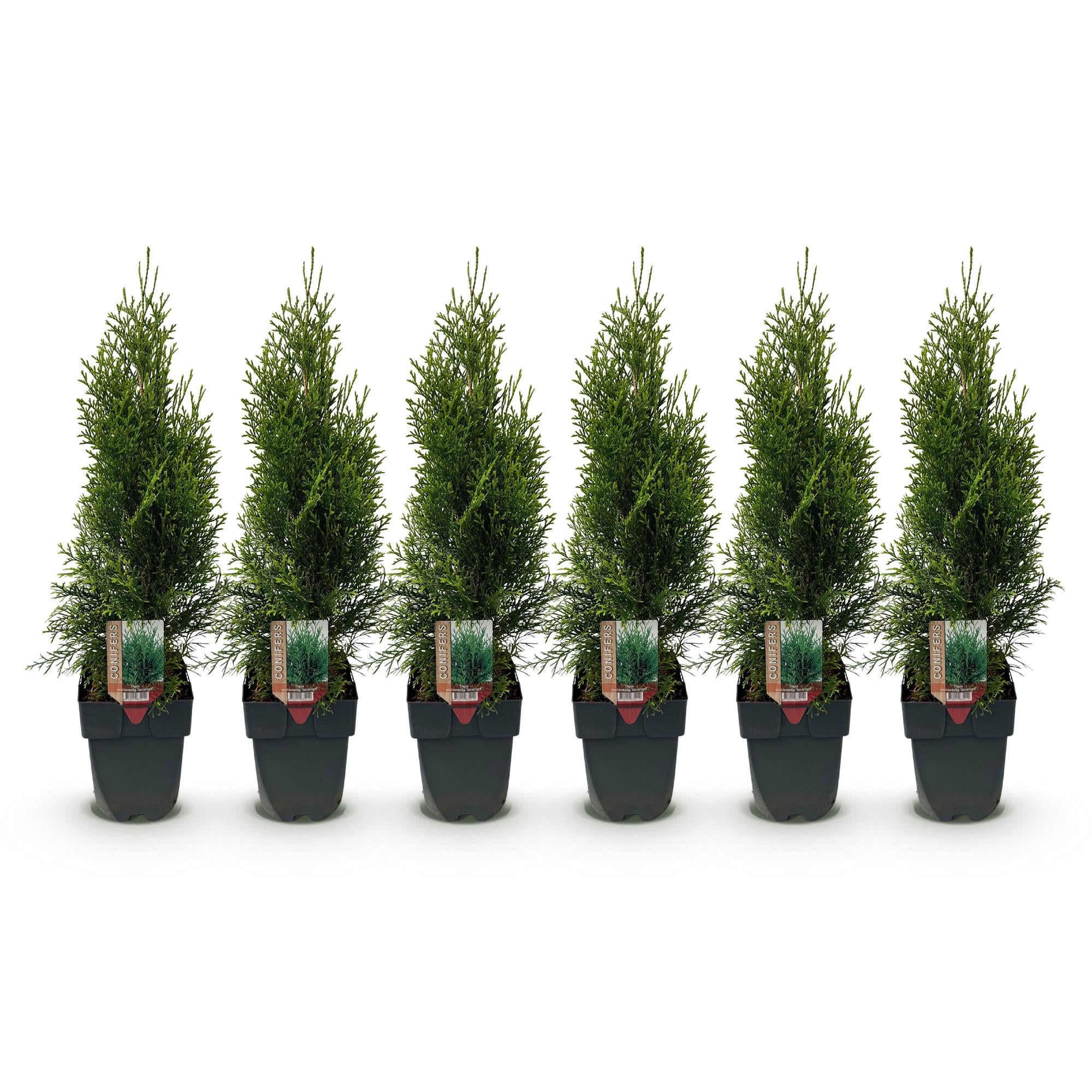 GreenboutiQ - Häckväxter - Thuja occidentalis Smaragd - Grönt bladverk - 6 plantor - 1 löpmeter - Vintergröna - 17 cm kruka, 60 cm höjd