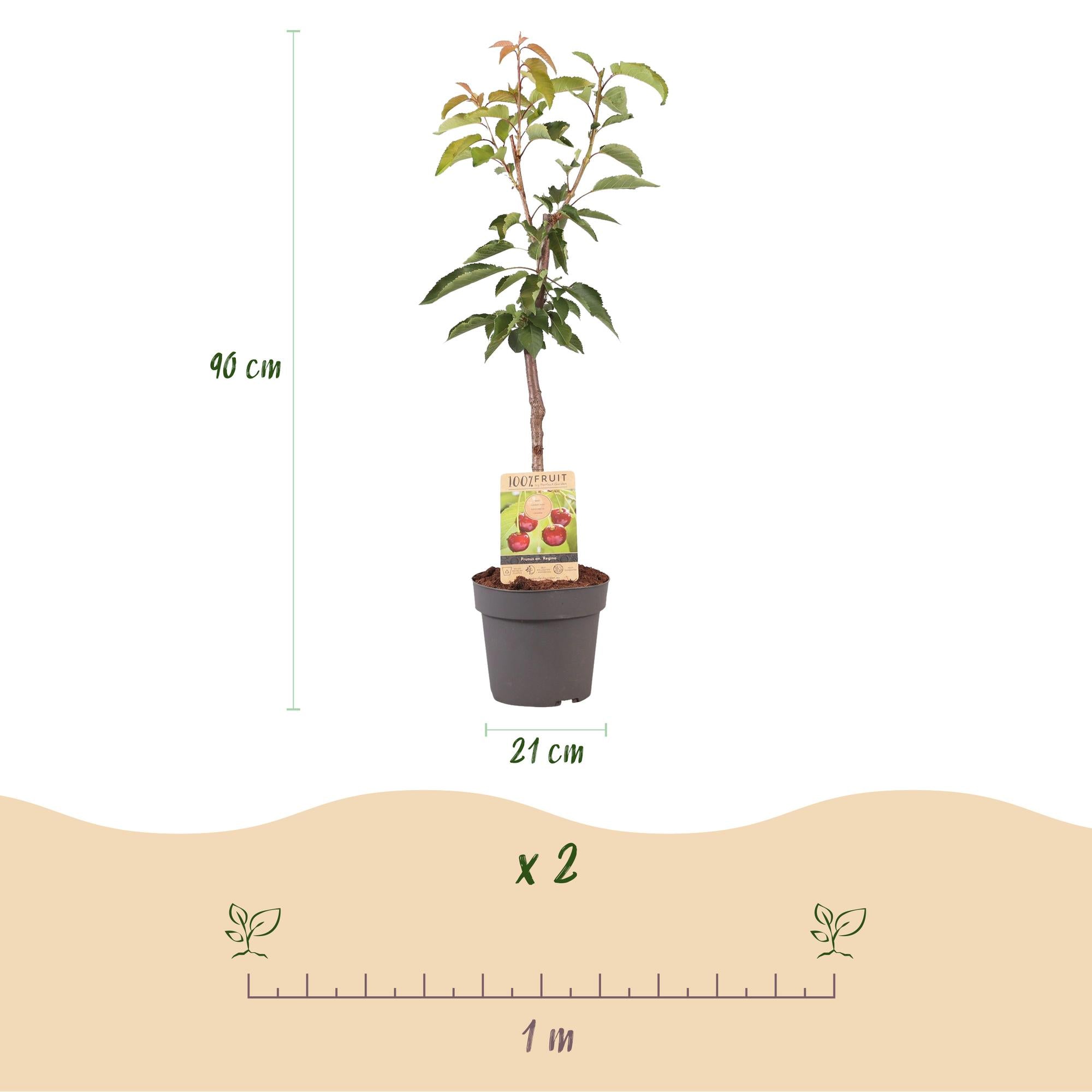 Ovocná třešeň 'Regina' – červená sladká třešeň, květináč 21 cm, výška 90 cm