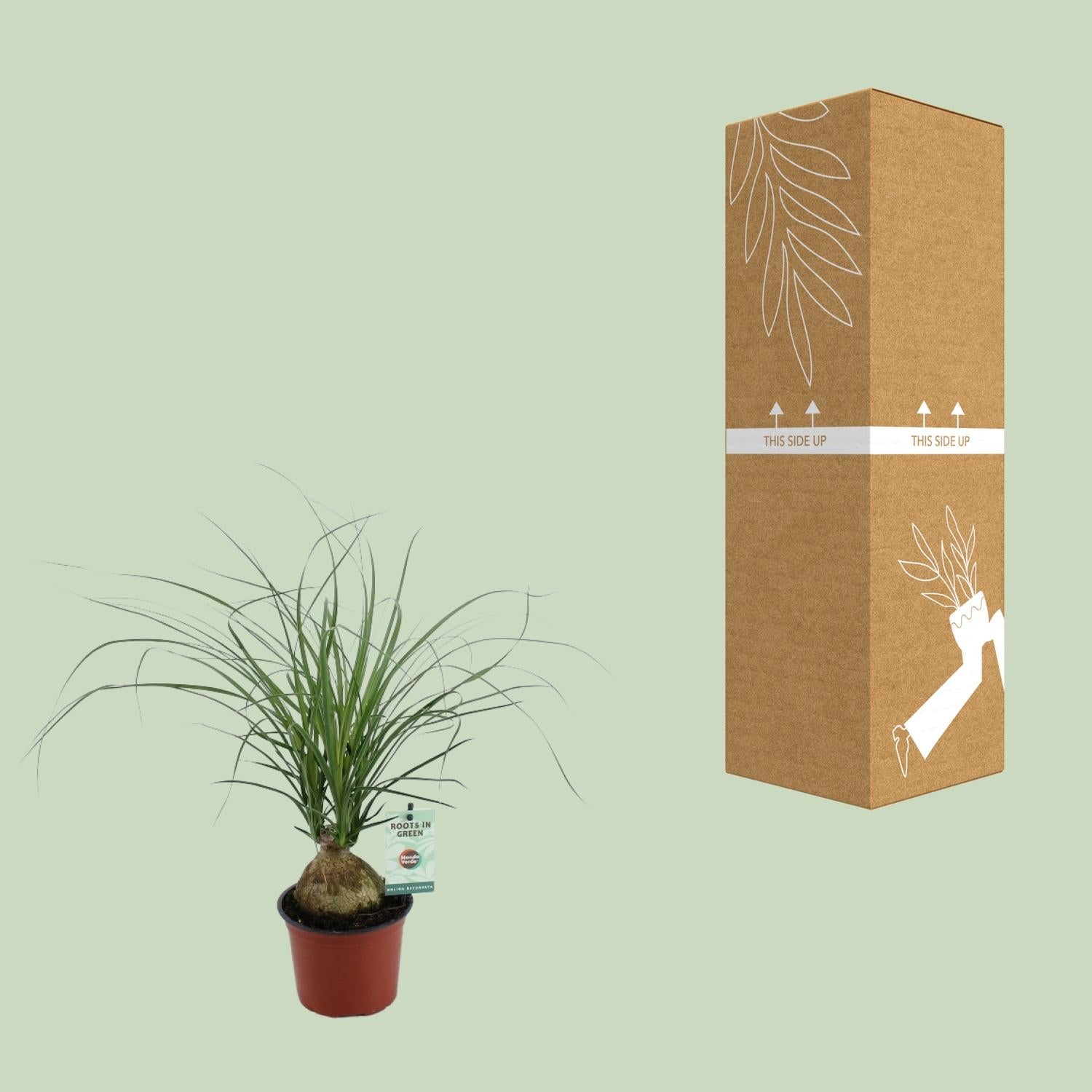 Beaucarnea recurvata–Pied d'éléphant–Pot de 12 cm, 45 cm de hauteur