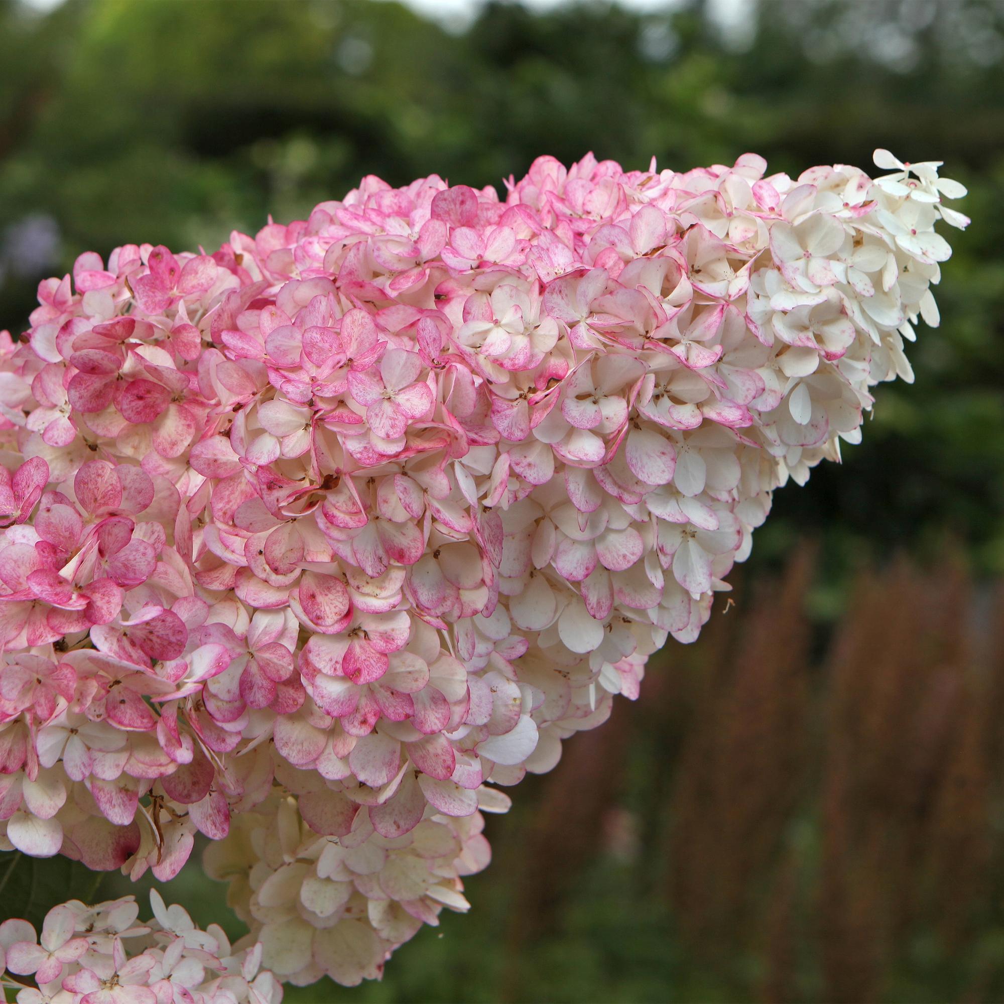 Panikelhortensia 'Vanille Fraise' – lövfällande, stora vitrosa blommor, 17 cm kruka, 50 cm hög