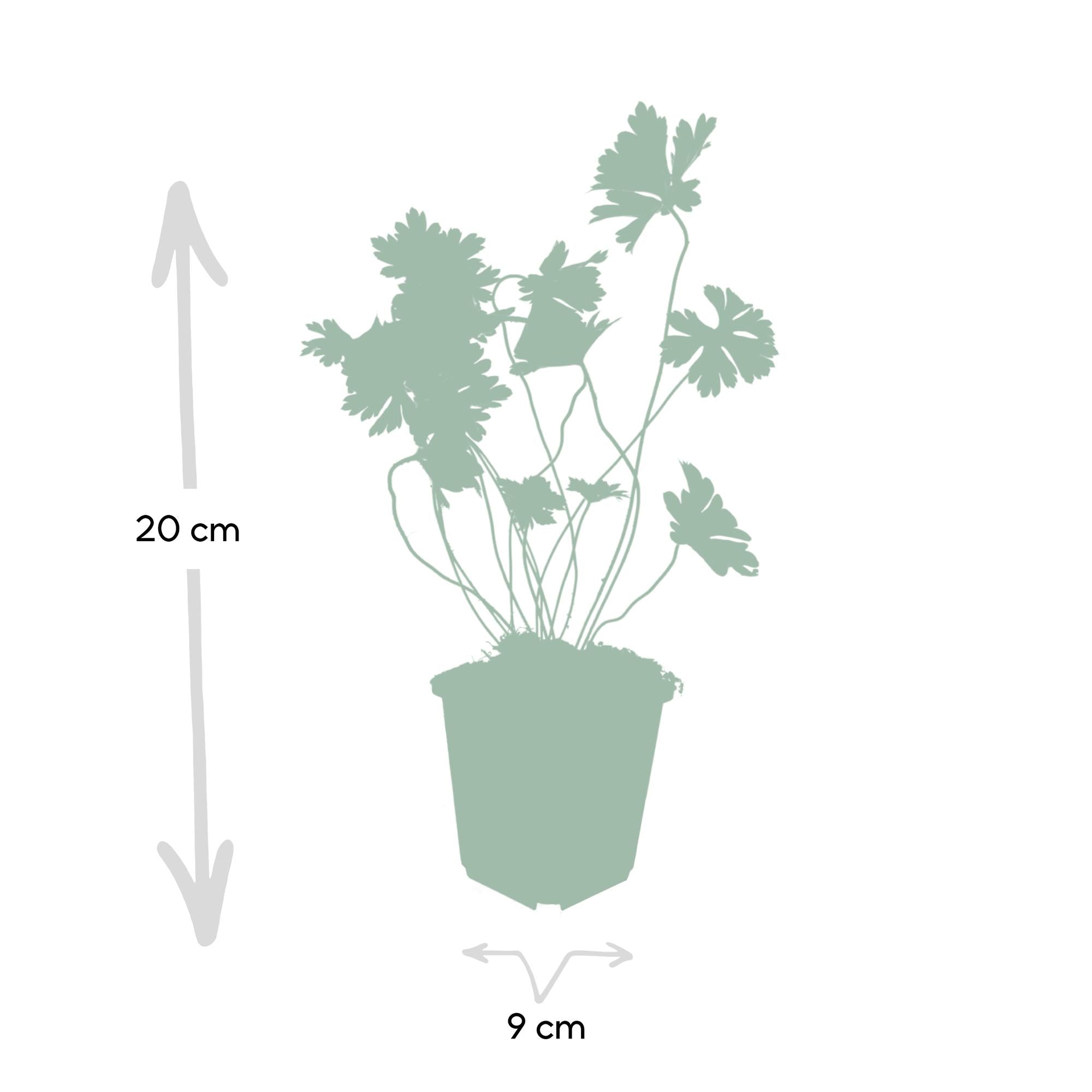 6x Geranium Rosanne - ↕10-25cm - Ø9cm