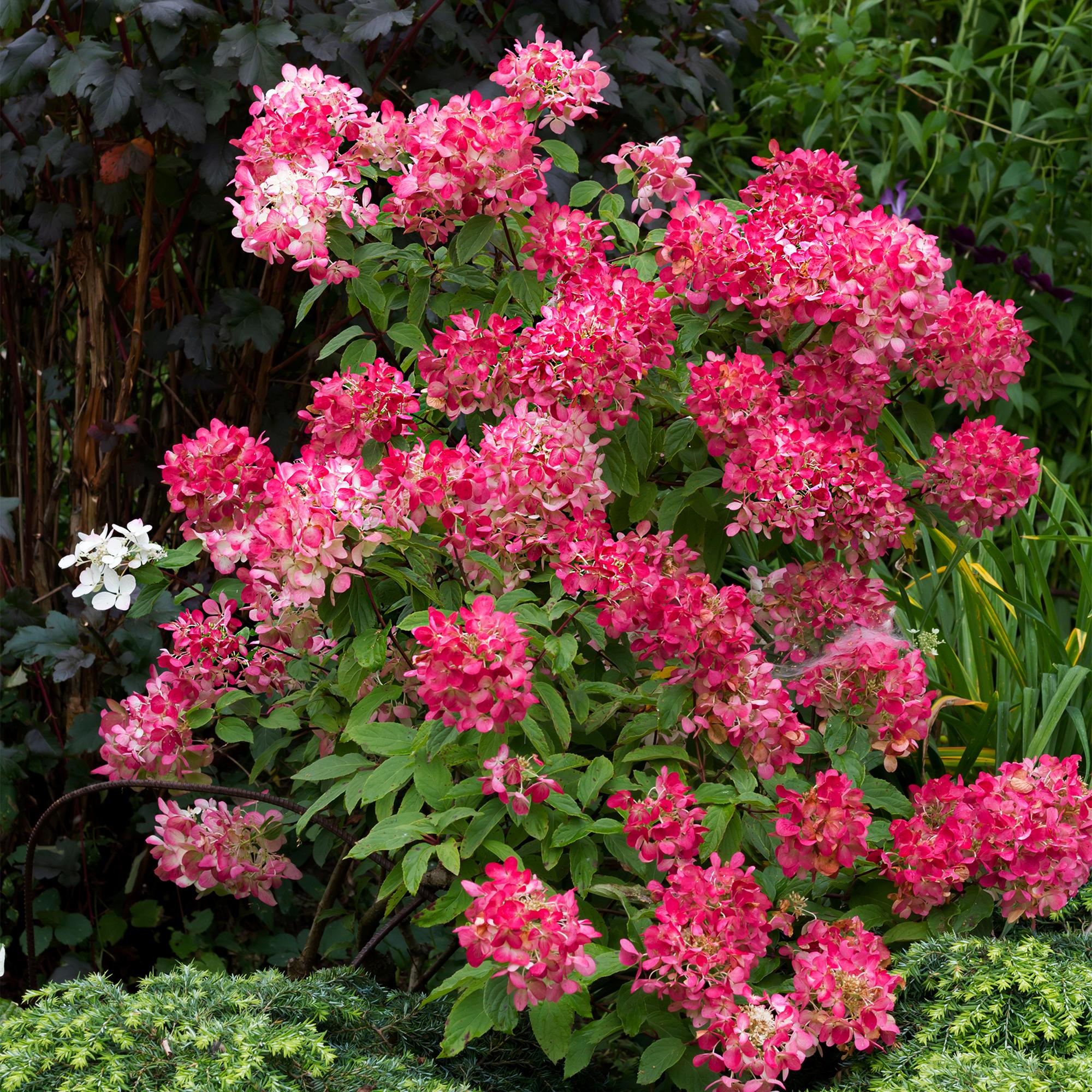 Panikelhortensia 'Pink Diamond' – stora, vitrosa blommor, 17 cm kruka, 50 cm hög