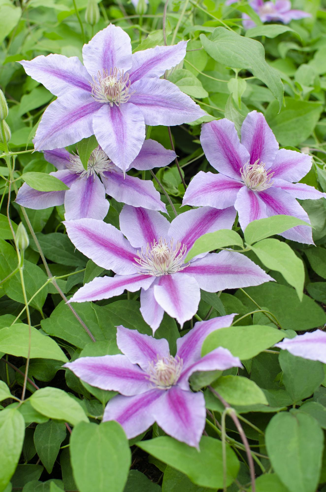 Clematis ‘Dr. Ruppel’ – sommerblühende Kletterpflanze, 15 cm Topf, 65 cm hoch