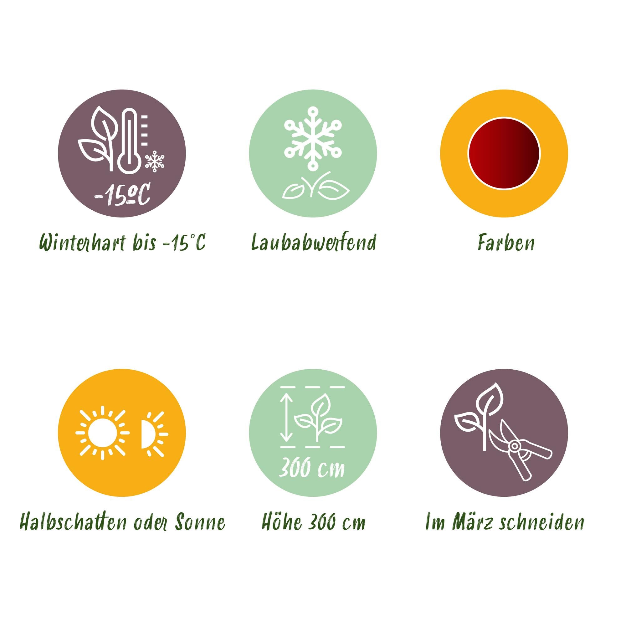 Japansk lönn 'Jerre Schwartz' – kompakt prydnadslönn, mörkrött bladverk, 70 cm hög