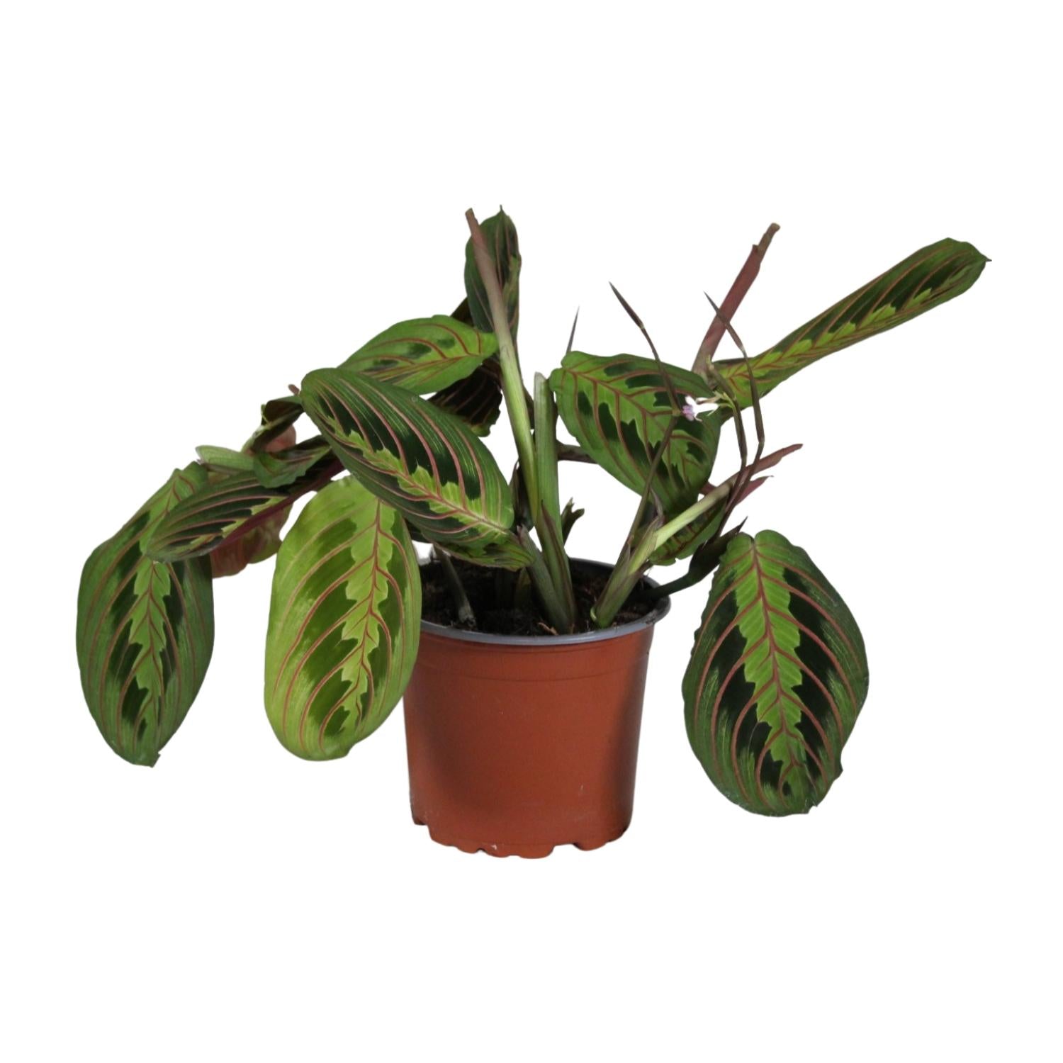 Maranta Leuconeura 'Fascinator' – Prayer Plant - 12 cm pot, 30 cm tall
